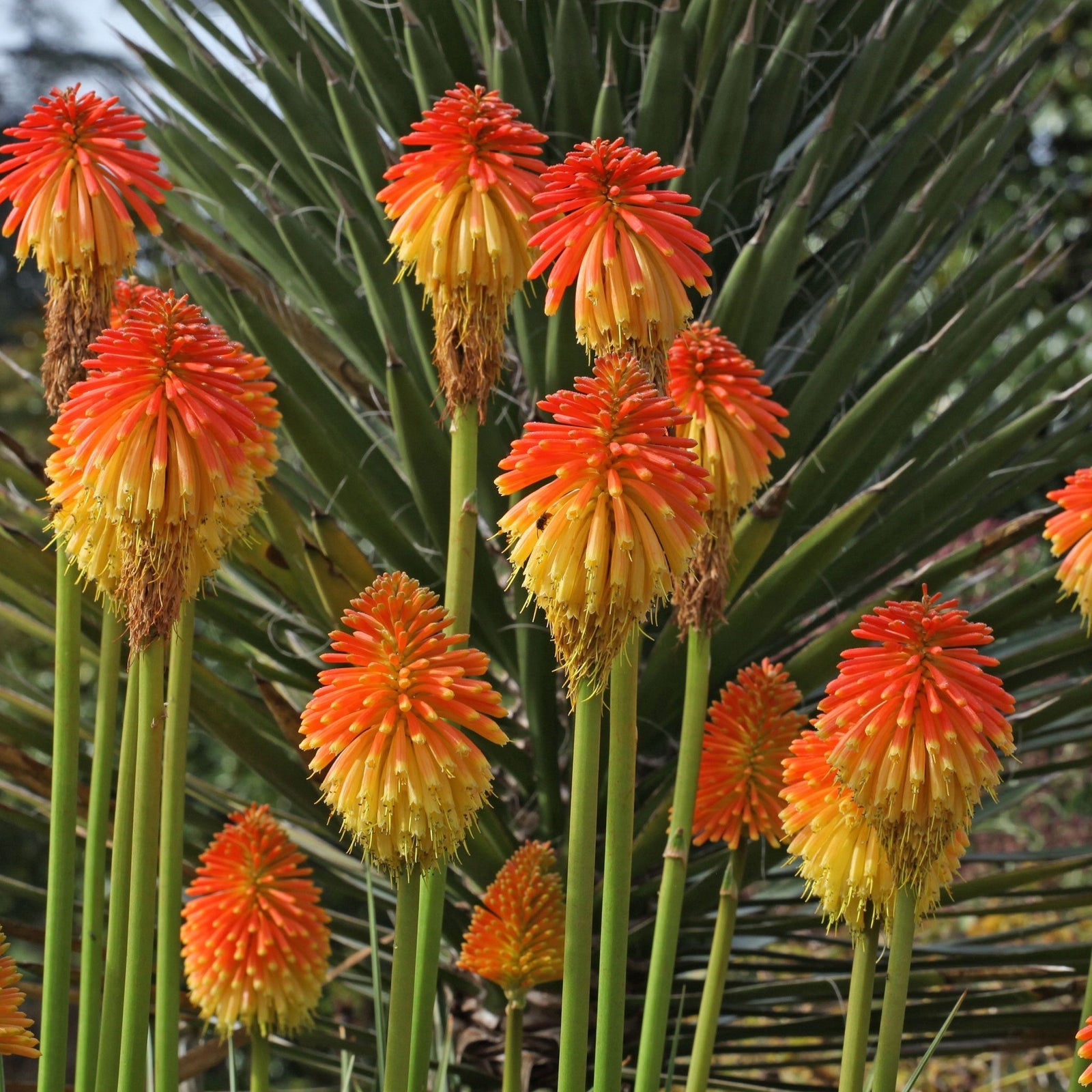 Kniphofia