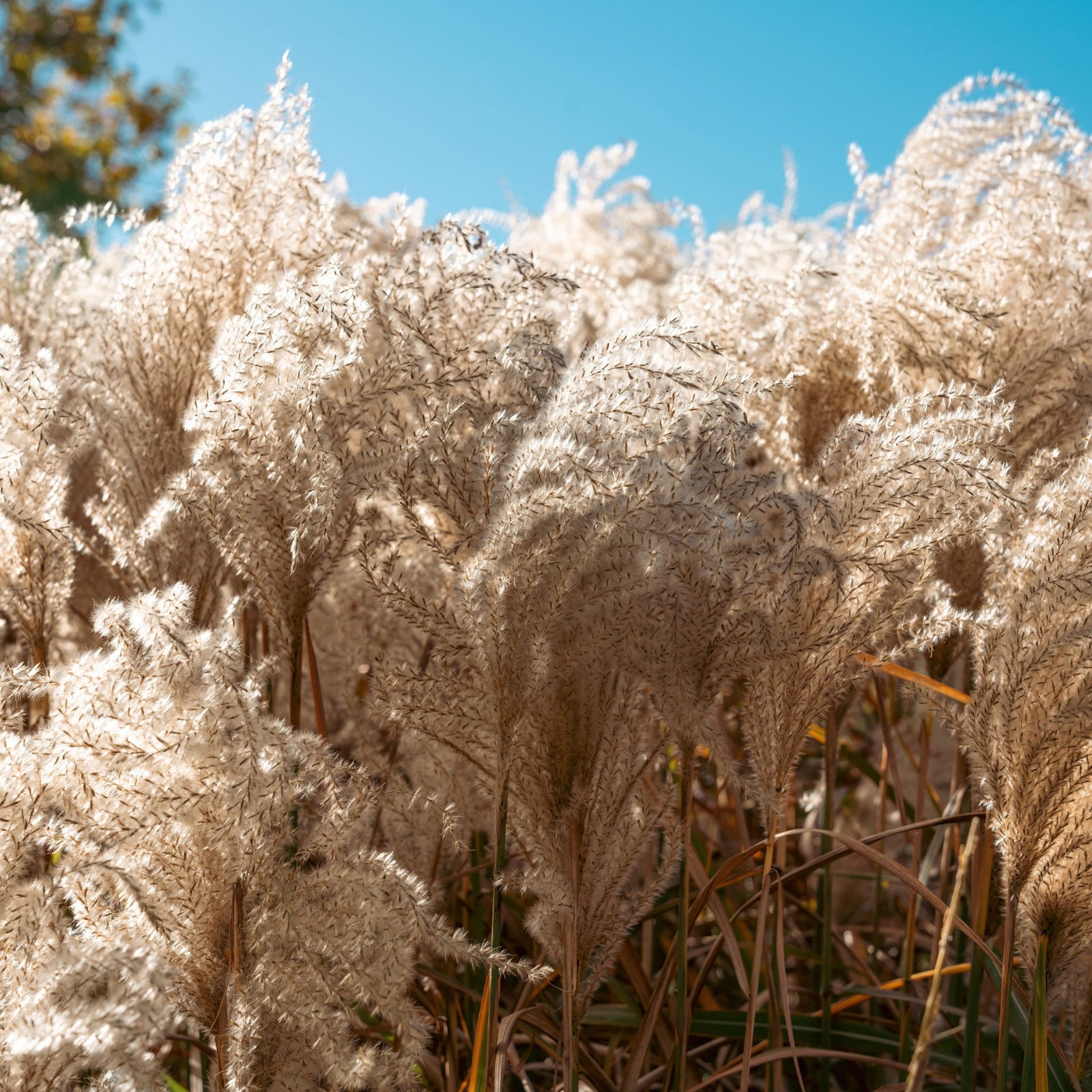 Miscanthus