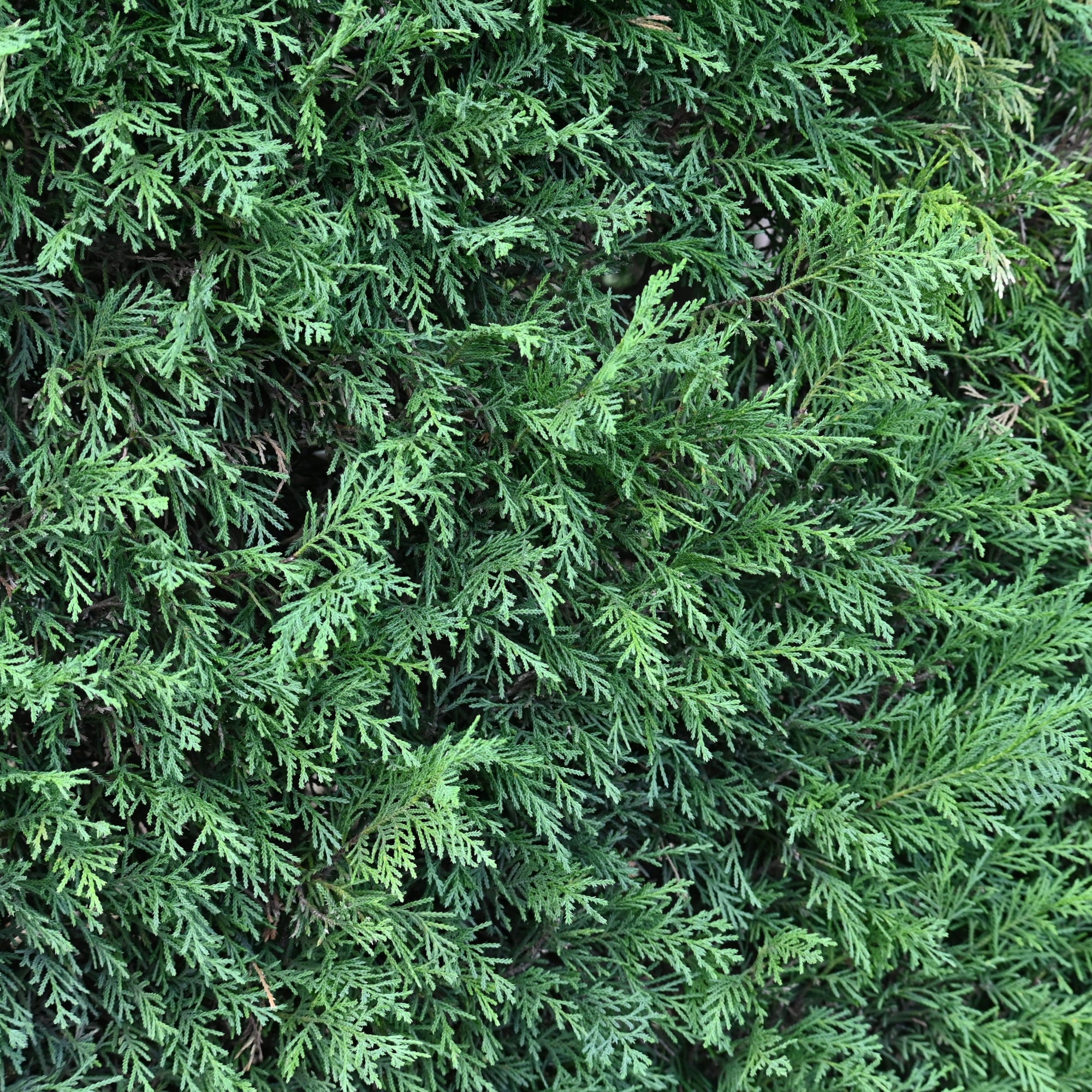 Leylandii