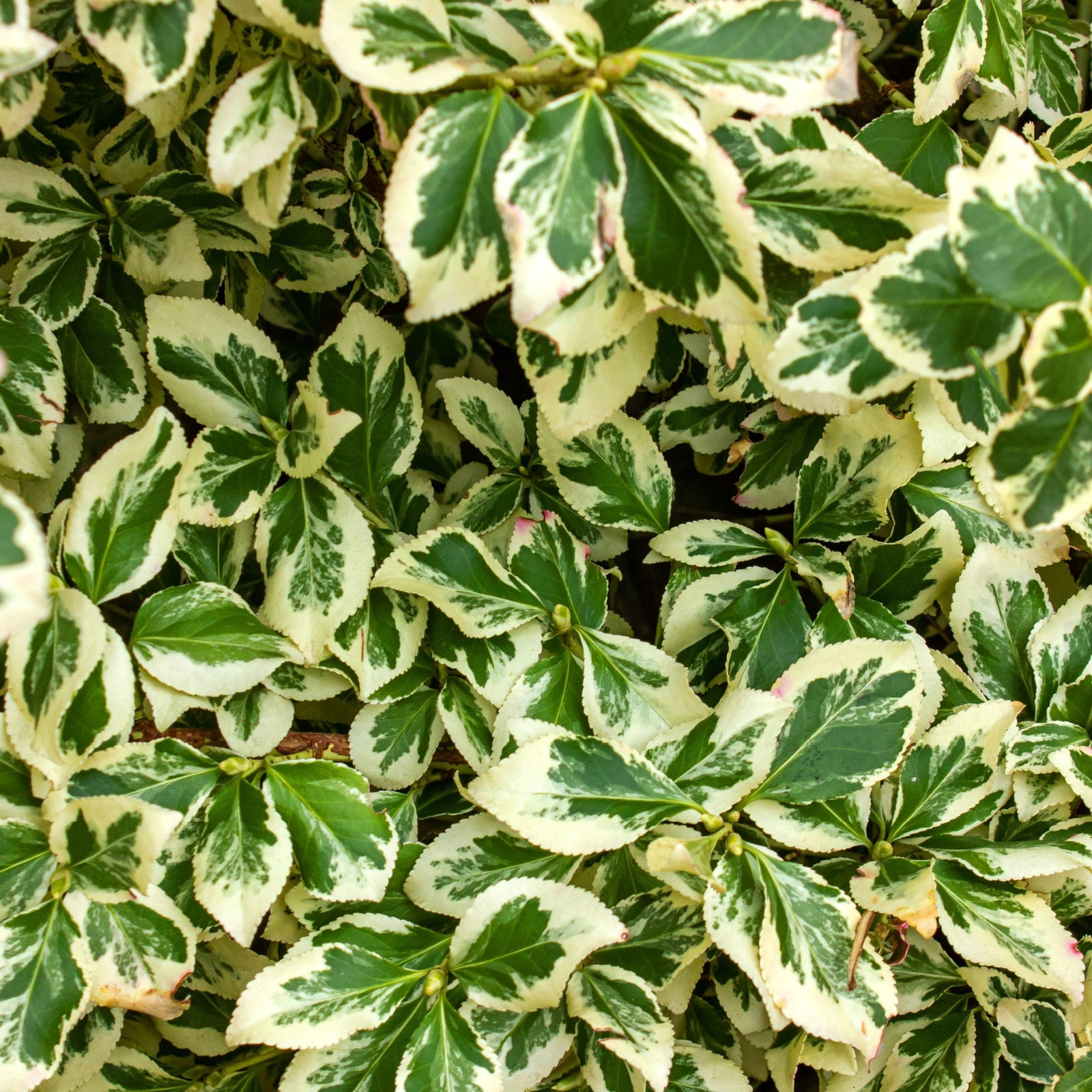 Euonymus