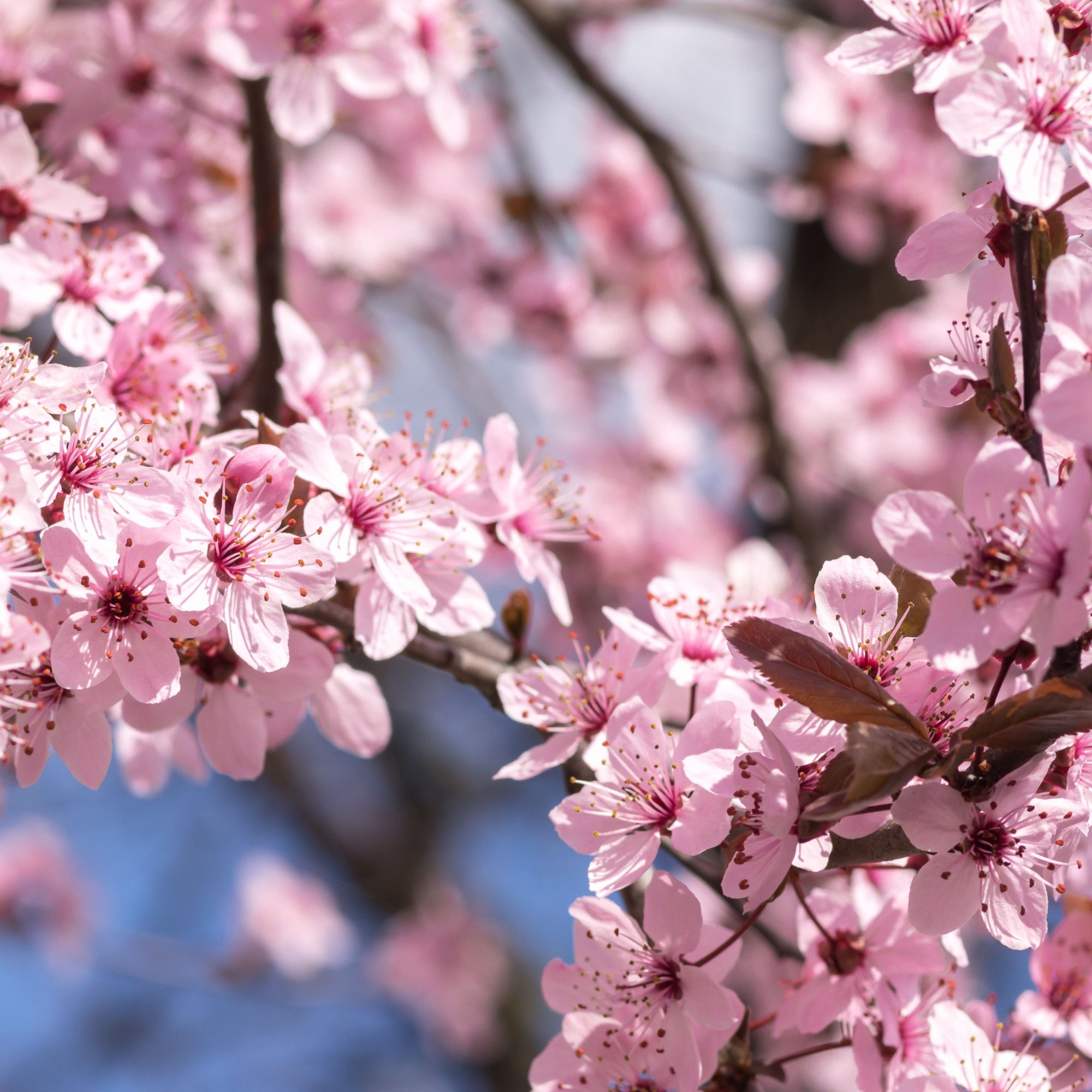 Flowering Trees