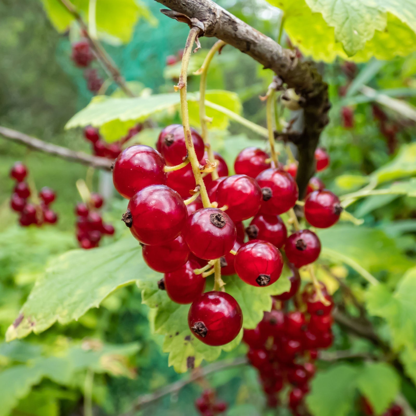 Redcurrant