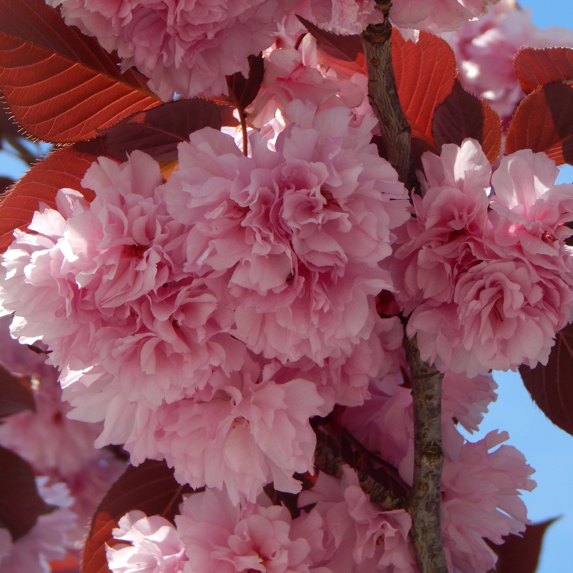 Ornamental Flowering Cherry Tree