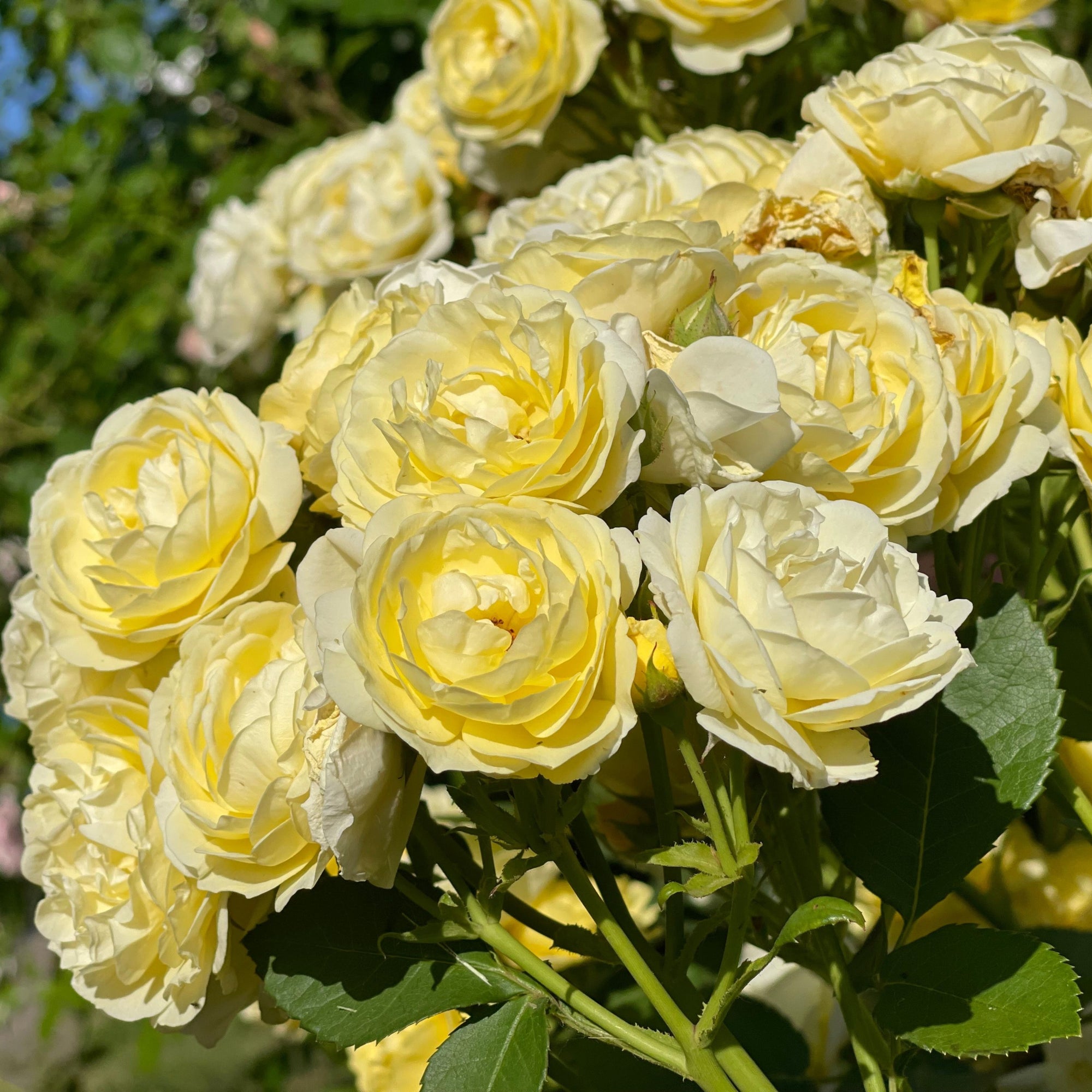 Floribunda Roses