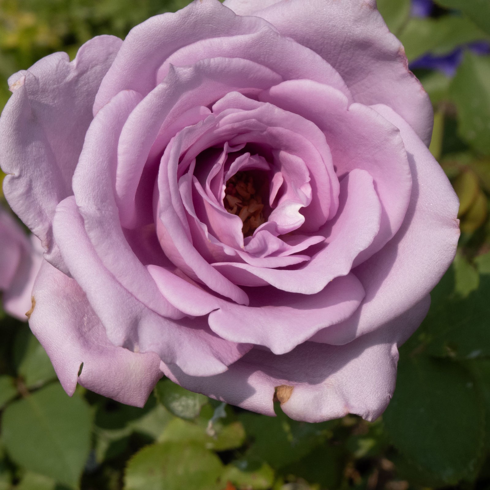 Hybrid Tea Roses