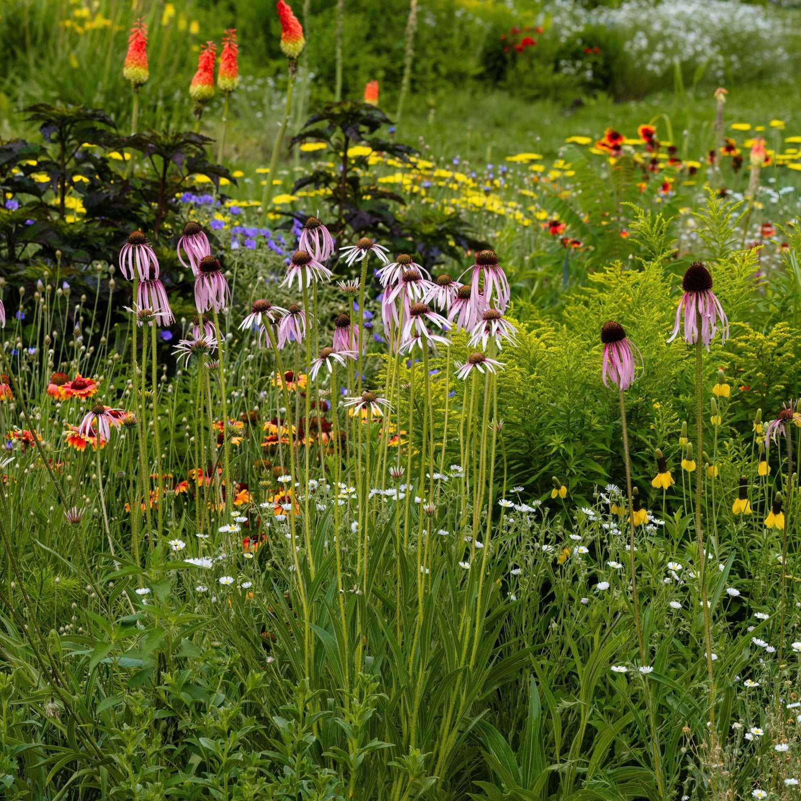 Drought Tolerant Plants