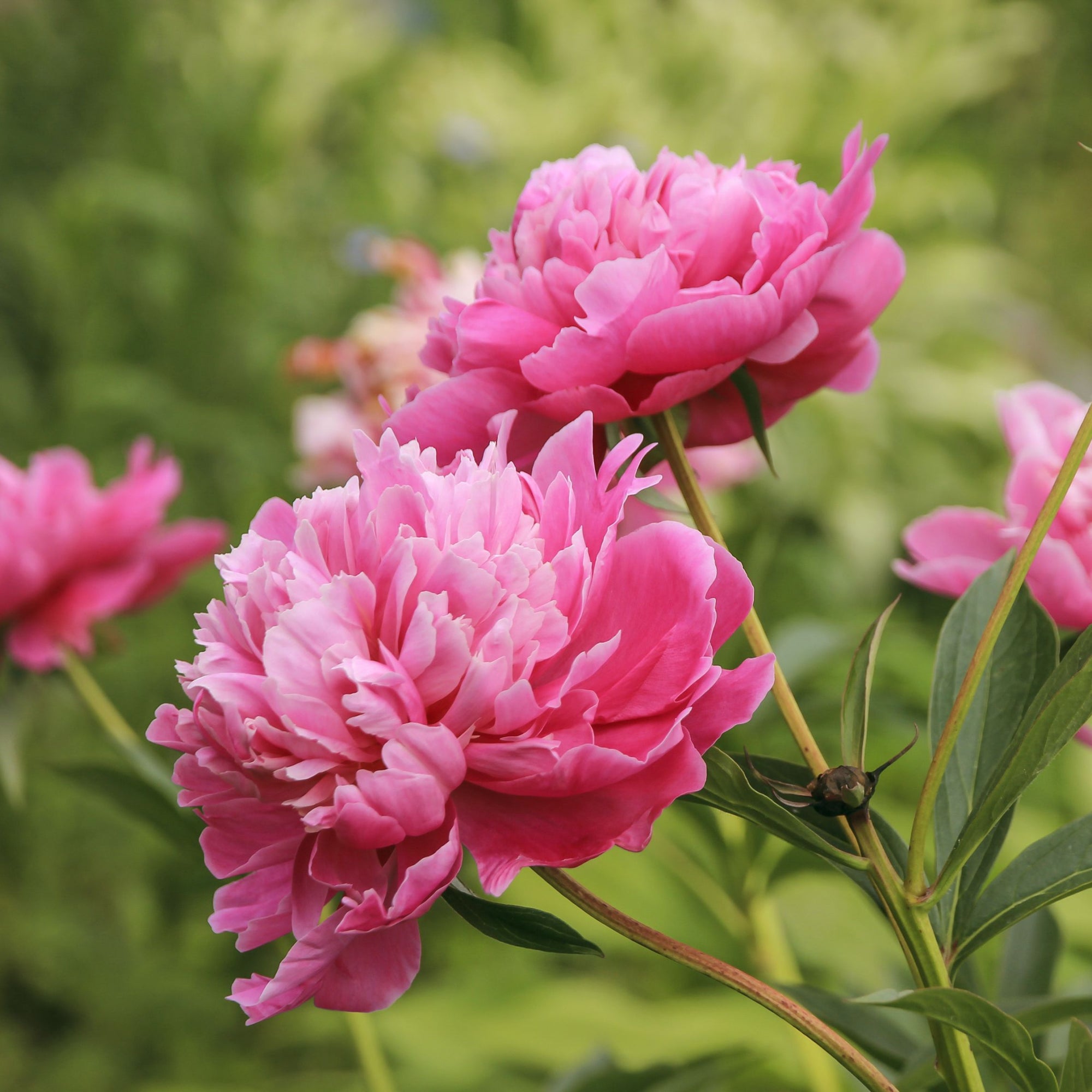 Fragrant Perennials