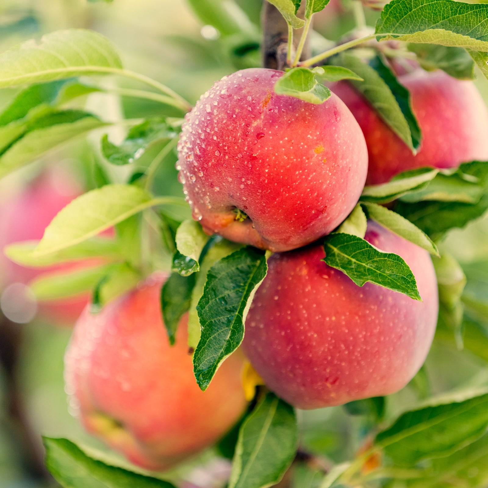 View all Fruit Trees