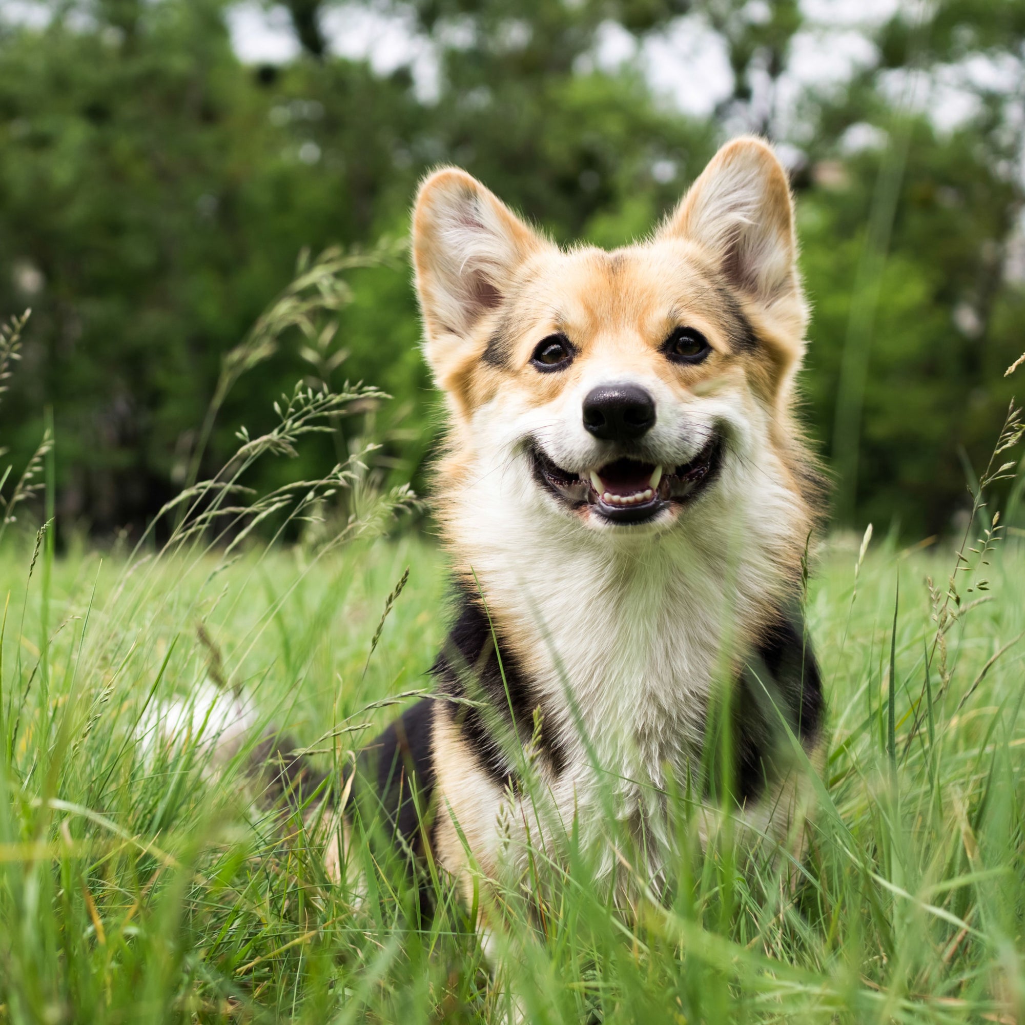 Dog Friendly Plants