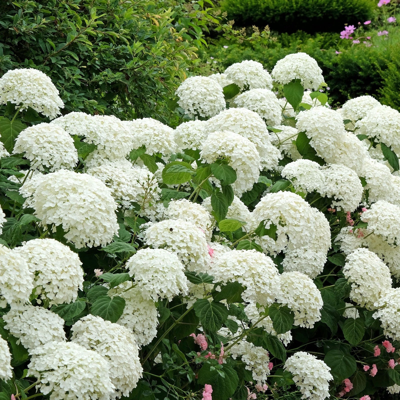 Hydrangea - BUY 3, GET THE 4TH FREE!