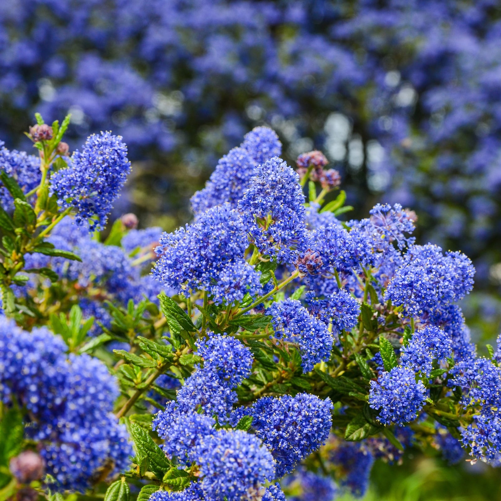 Ceanothus