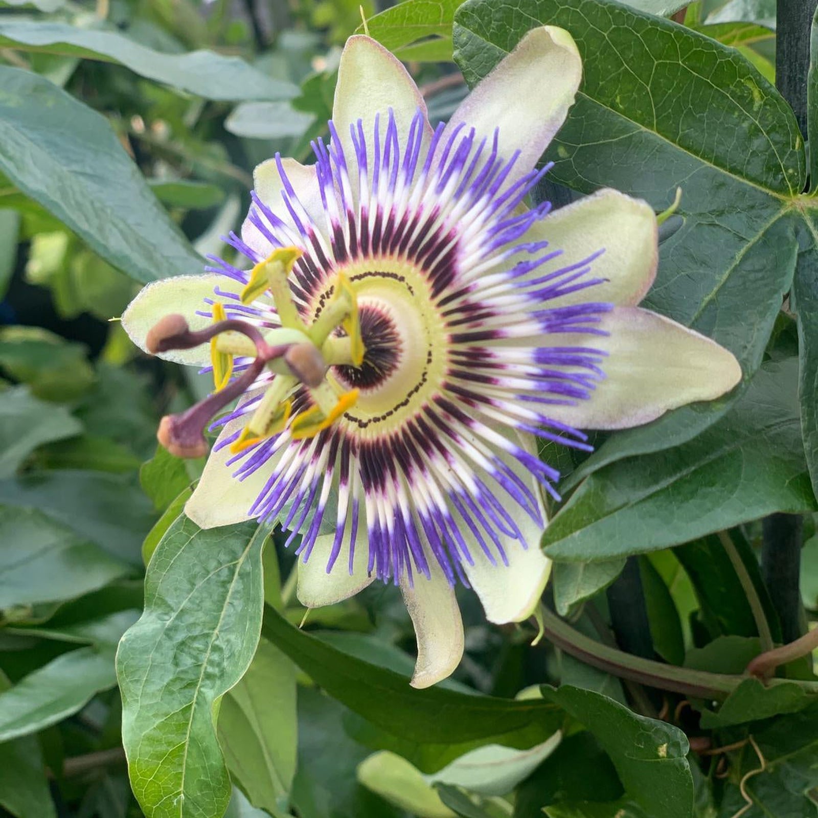 Passionflower