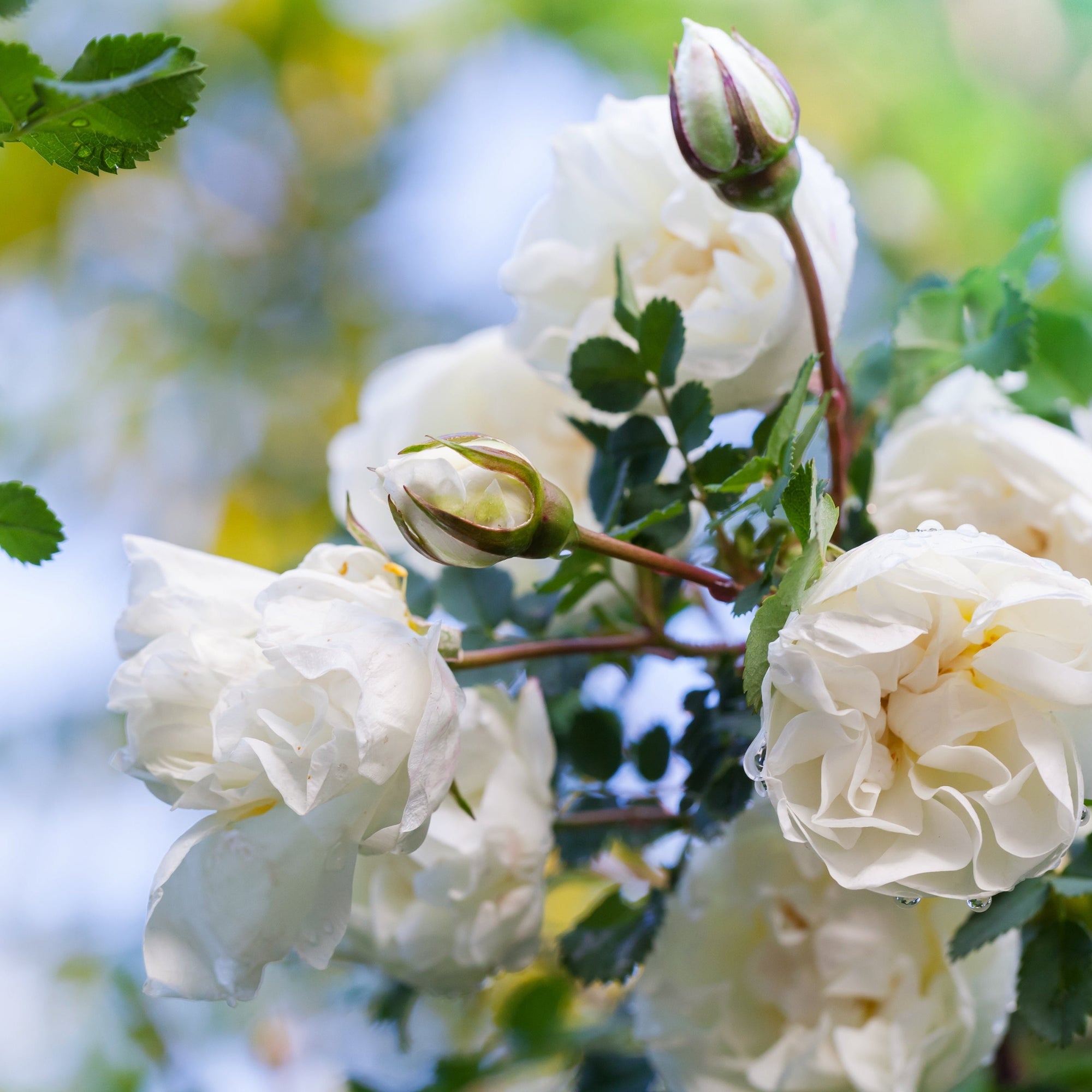 Climbing Roses