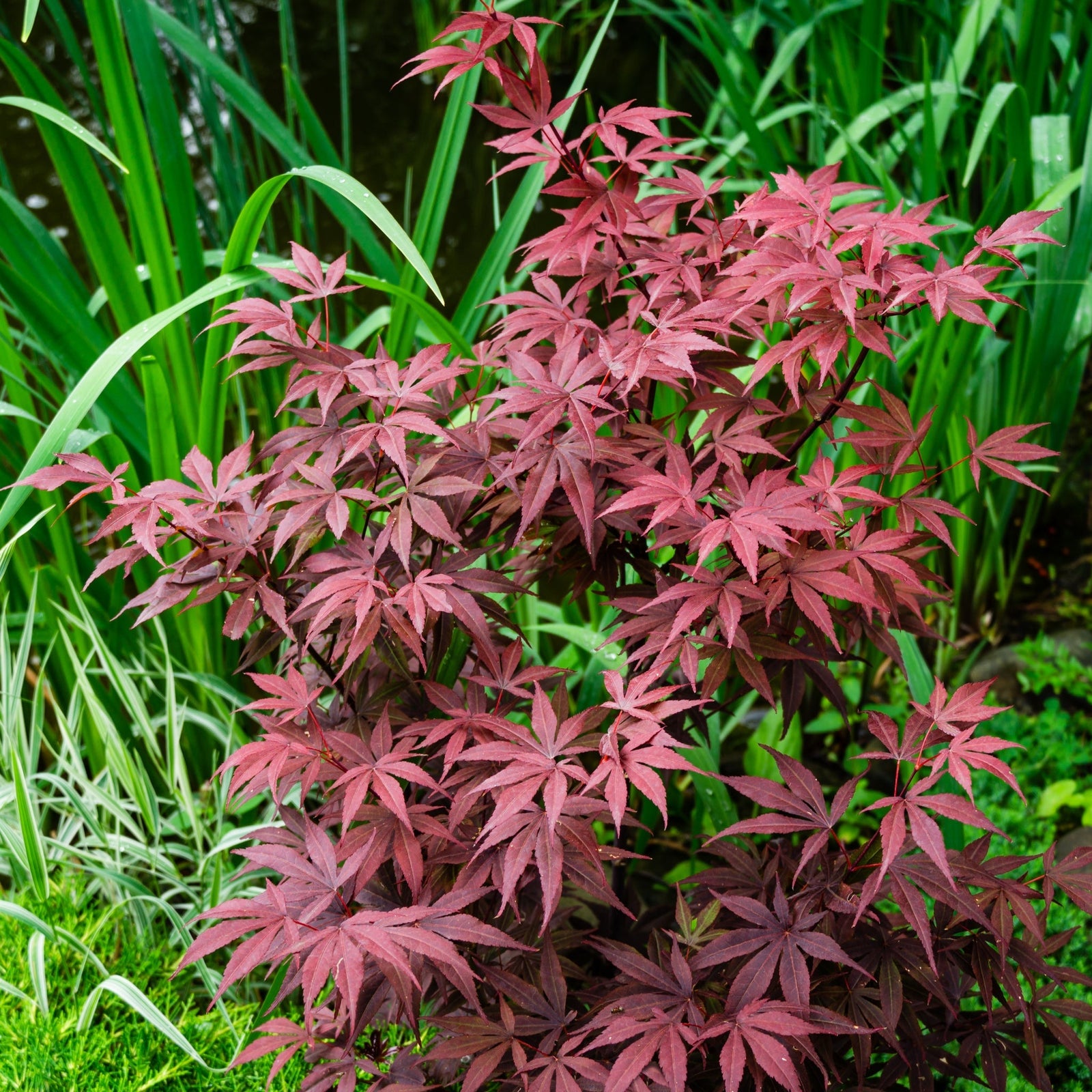 The Acer palmatum 'Atropurpureum' 170cm 50L, with its vivid red leaves, stands out among tall green grasses and plants near a pond.