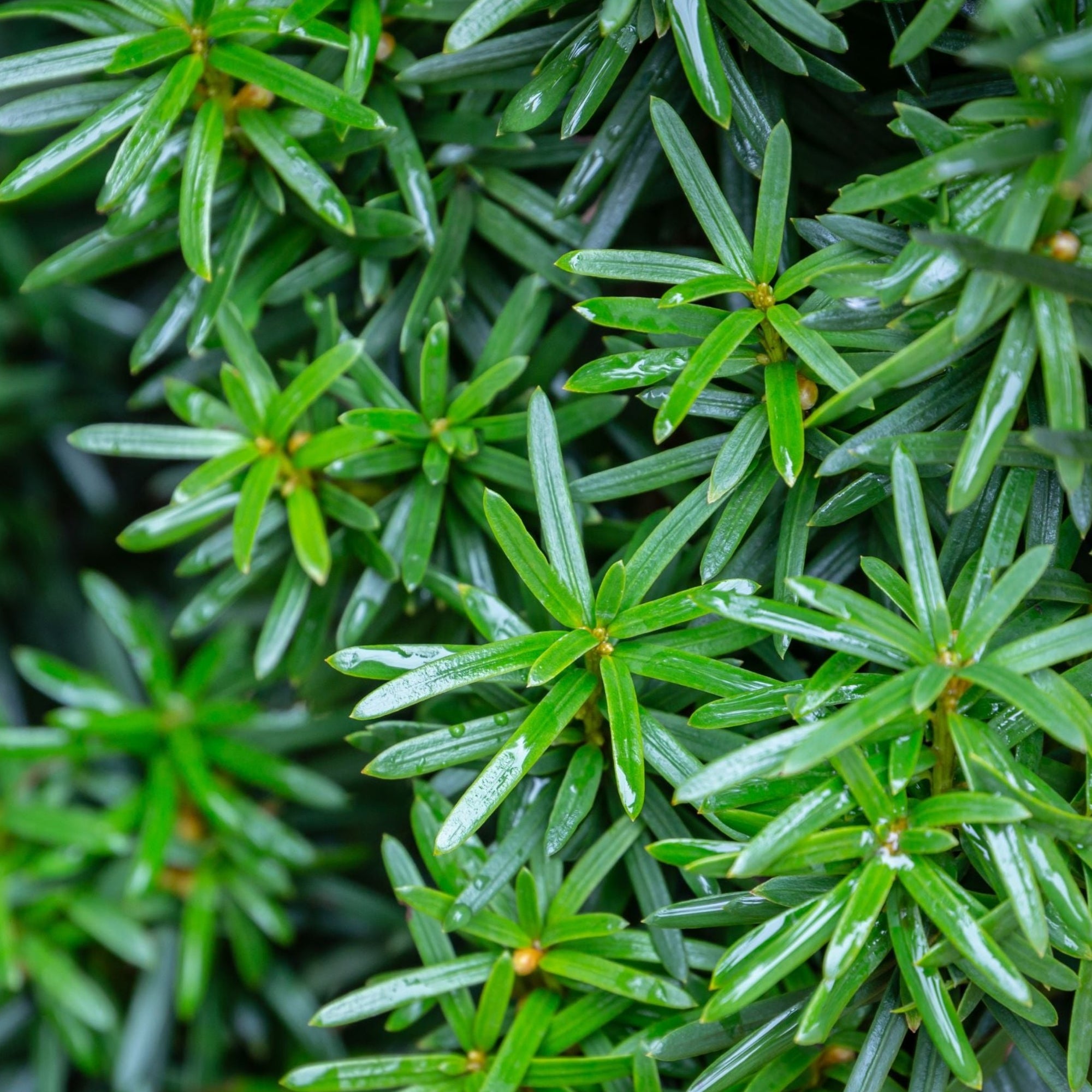 Taxus Hedging