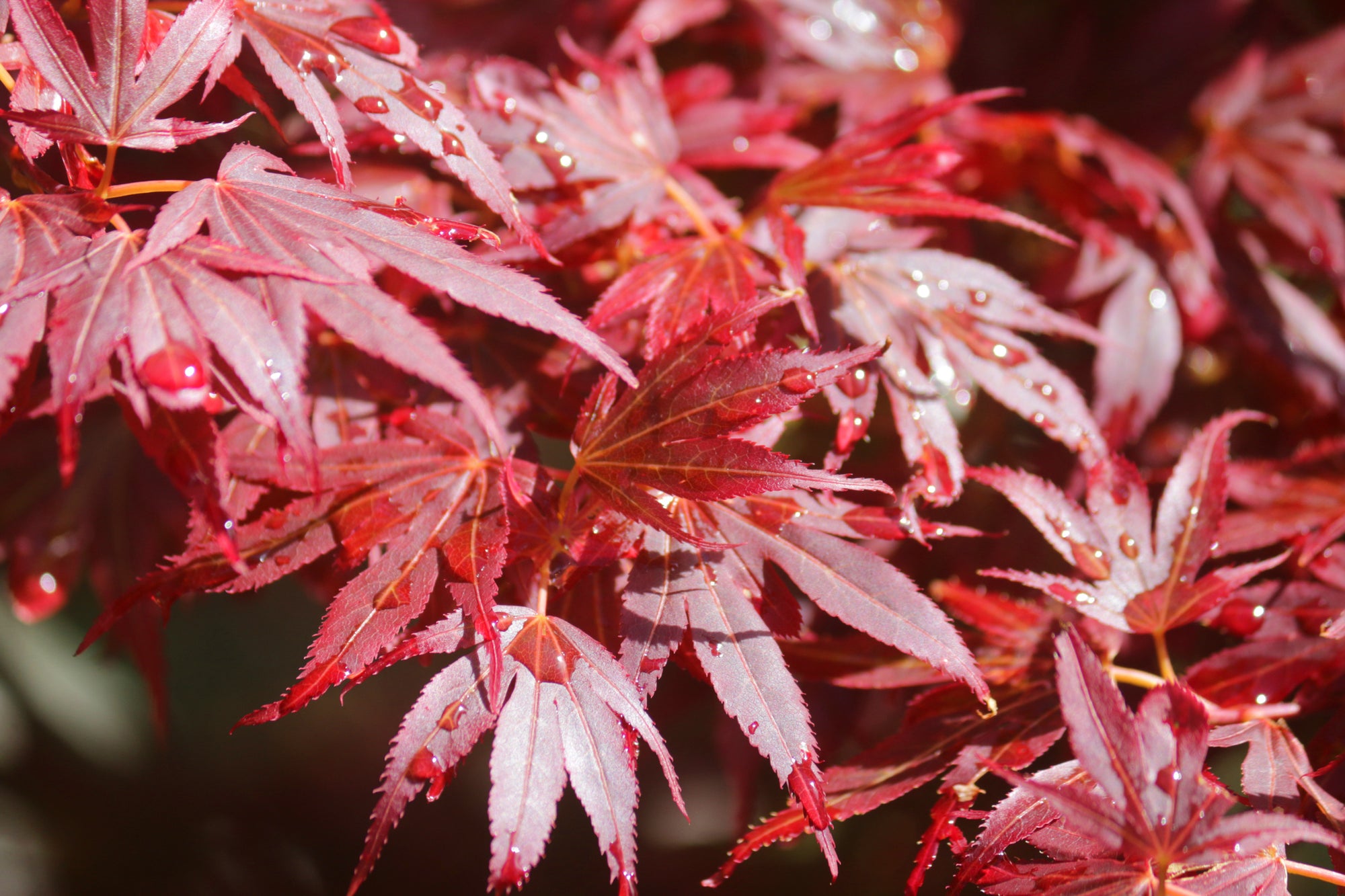 Acers and Maples
