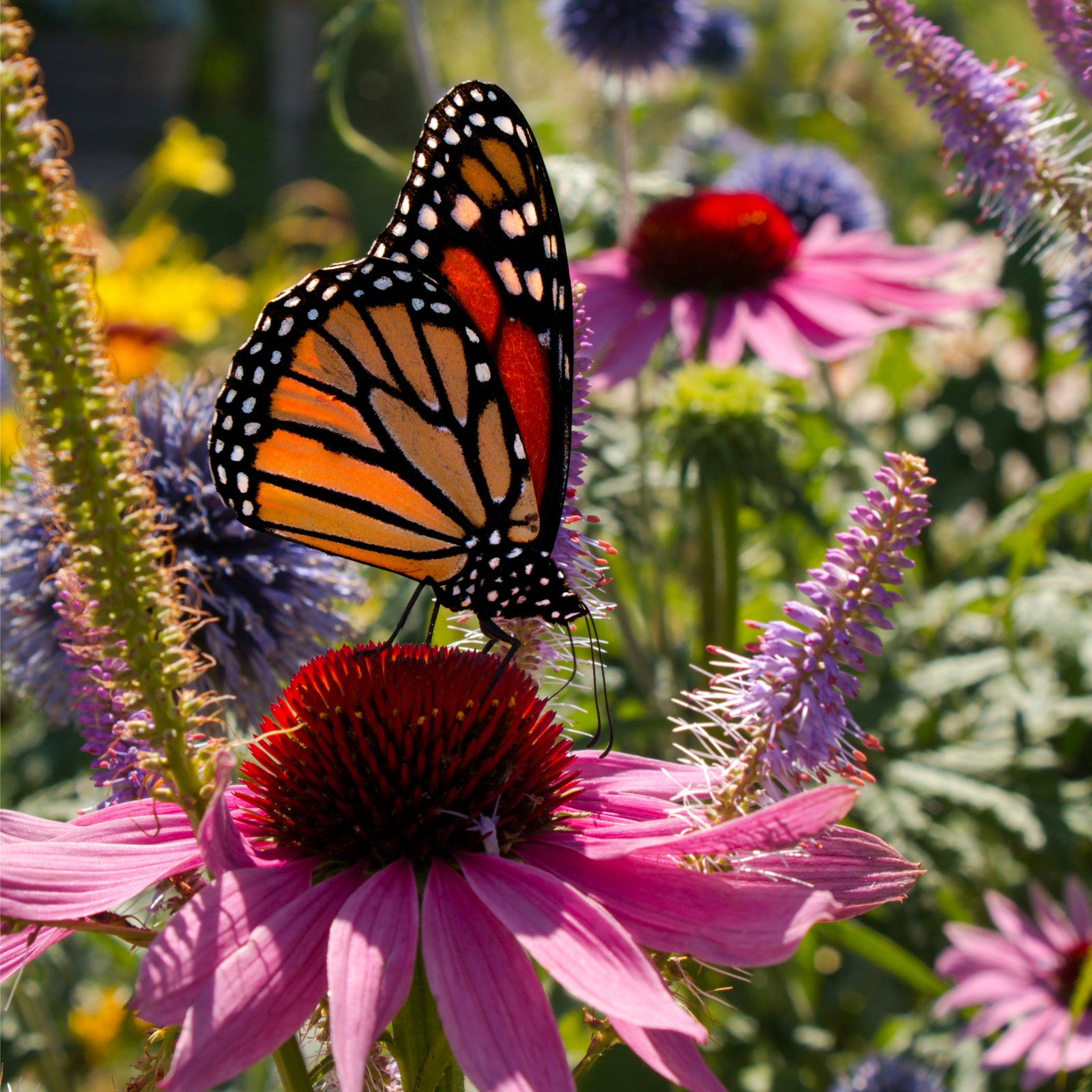Butterflies & Bee Attracting Perennials - One Click Plants