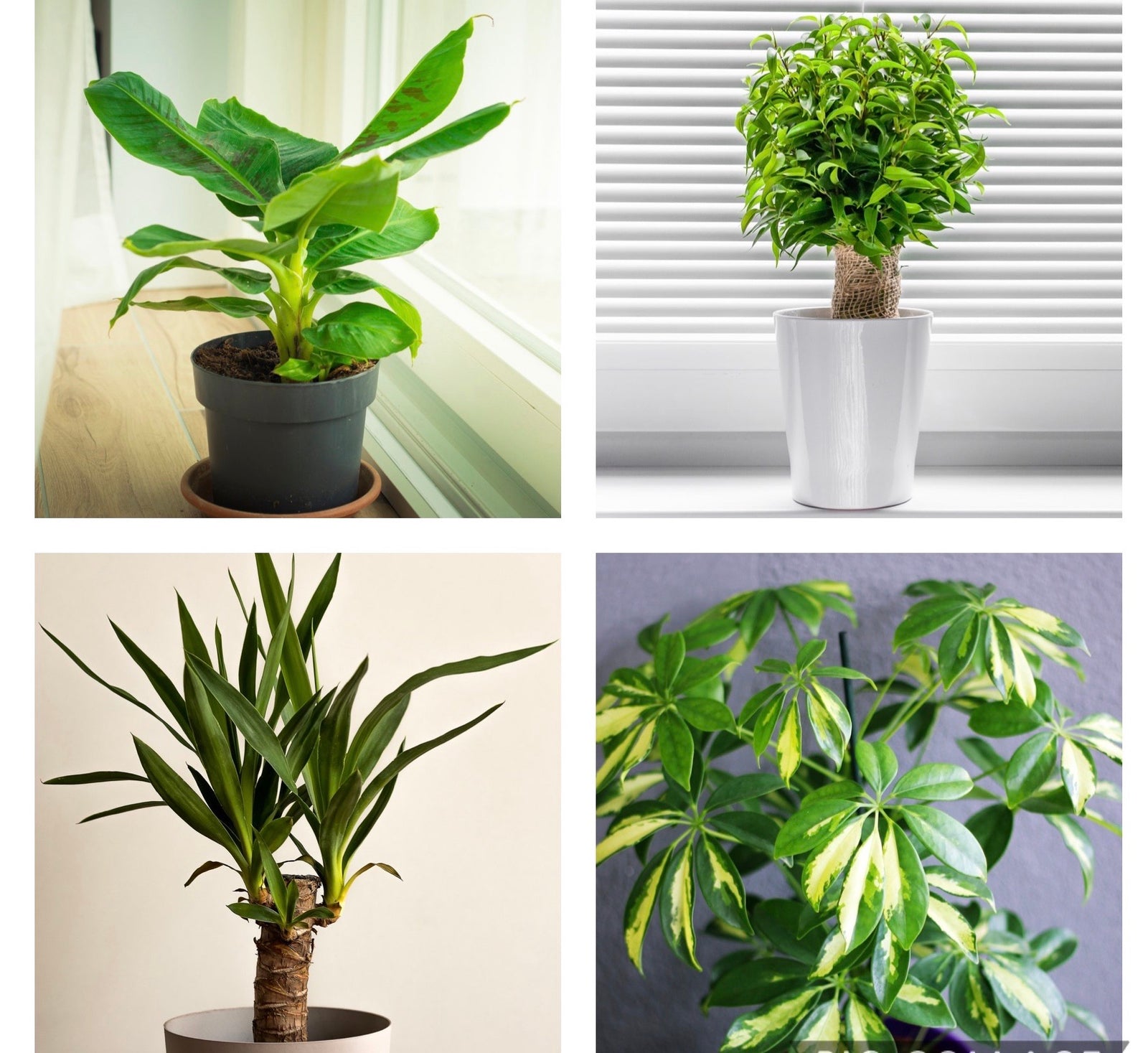 Houseplant Mixes