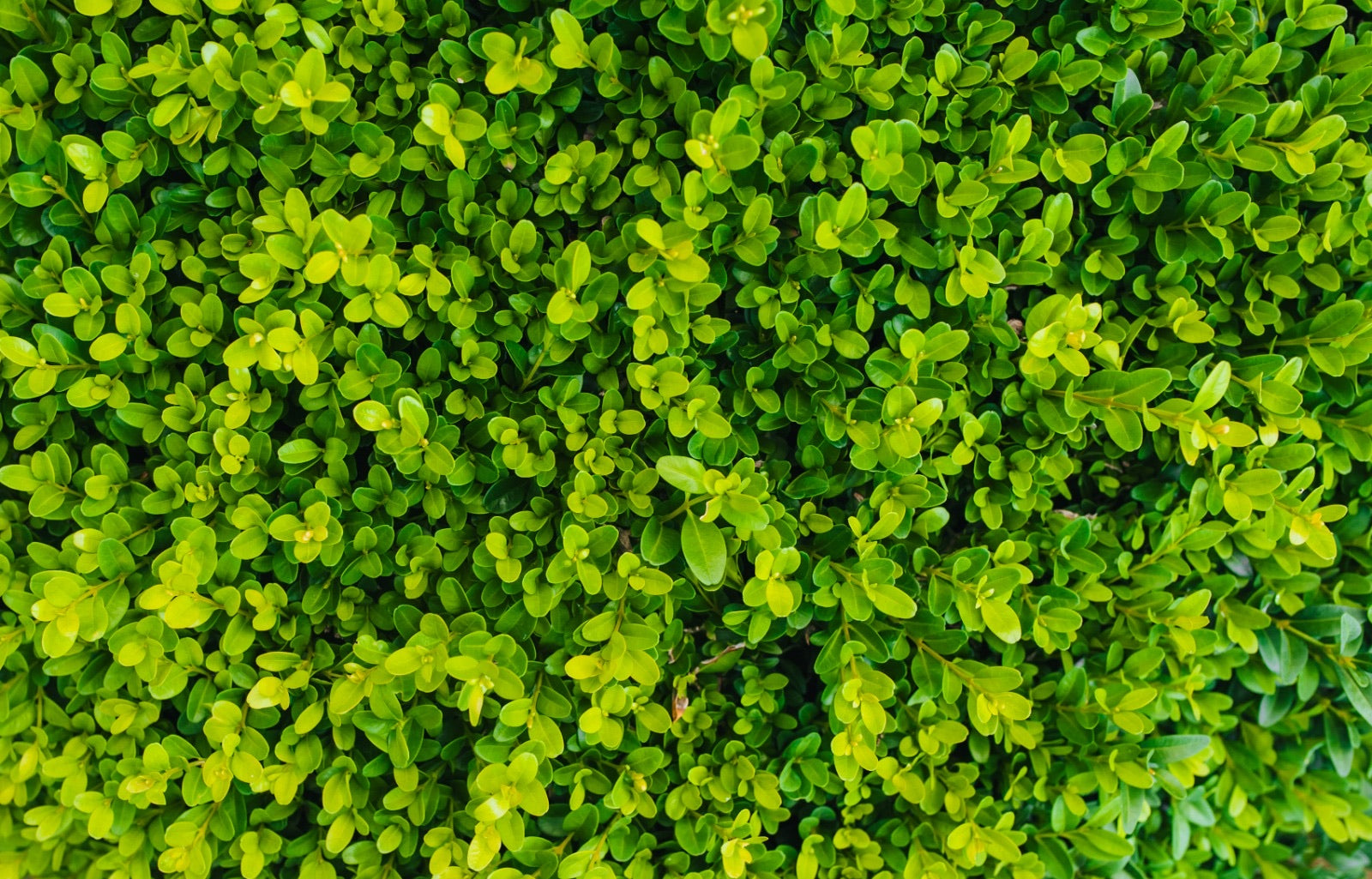 Buxus