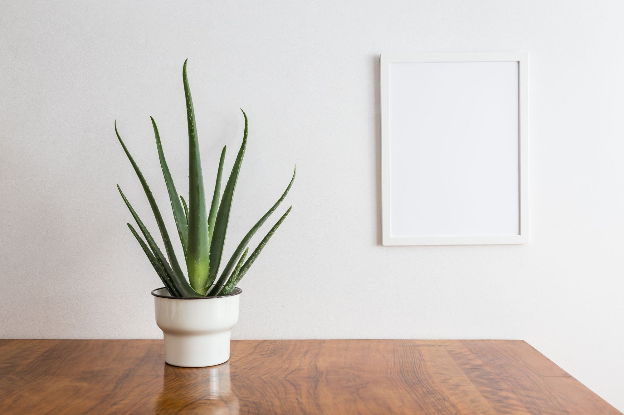 All House Plants / Indoor Plants