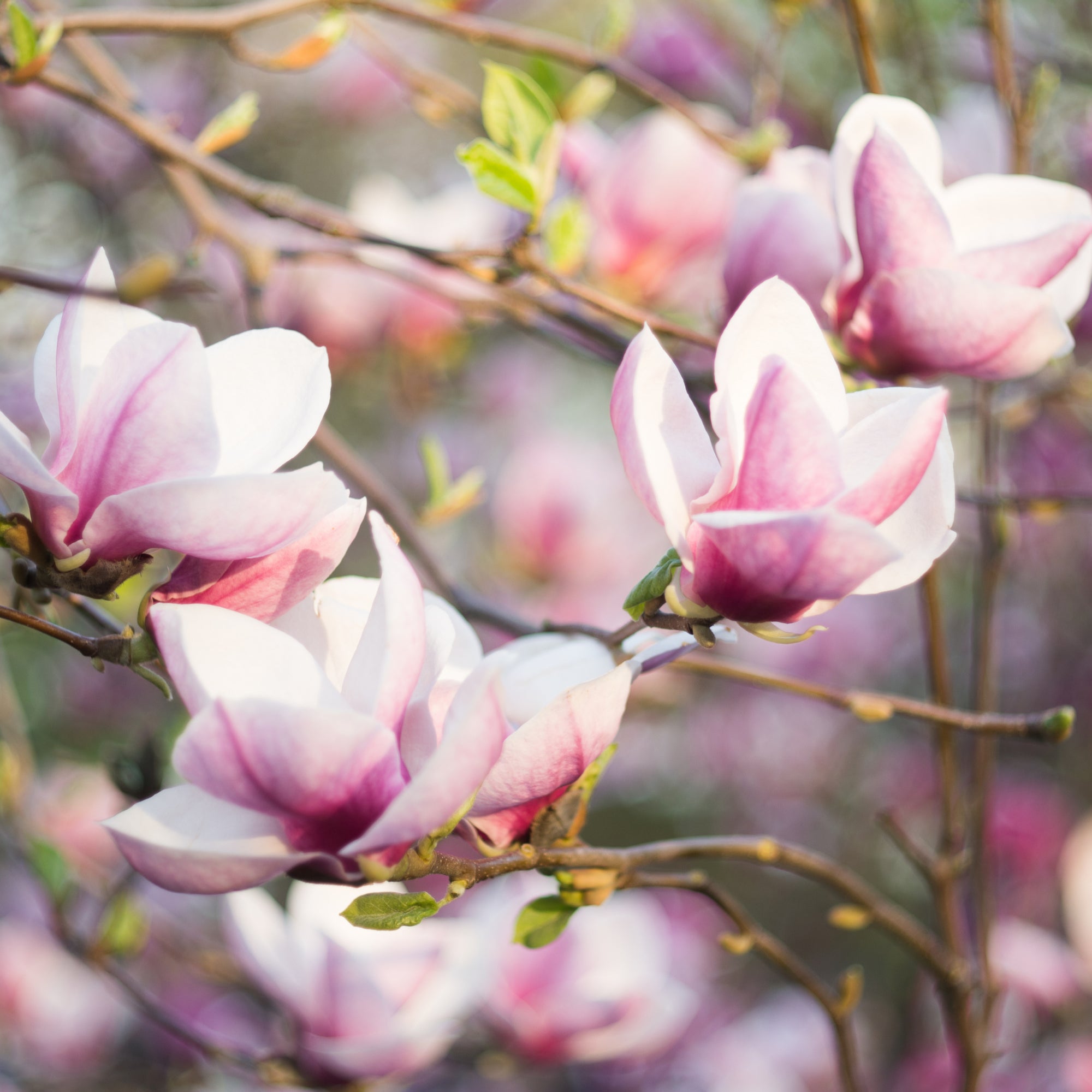 Magnolia