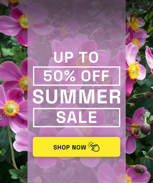 Up to 50% OFF Summer Sale