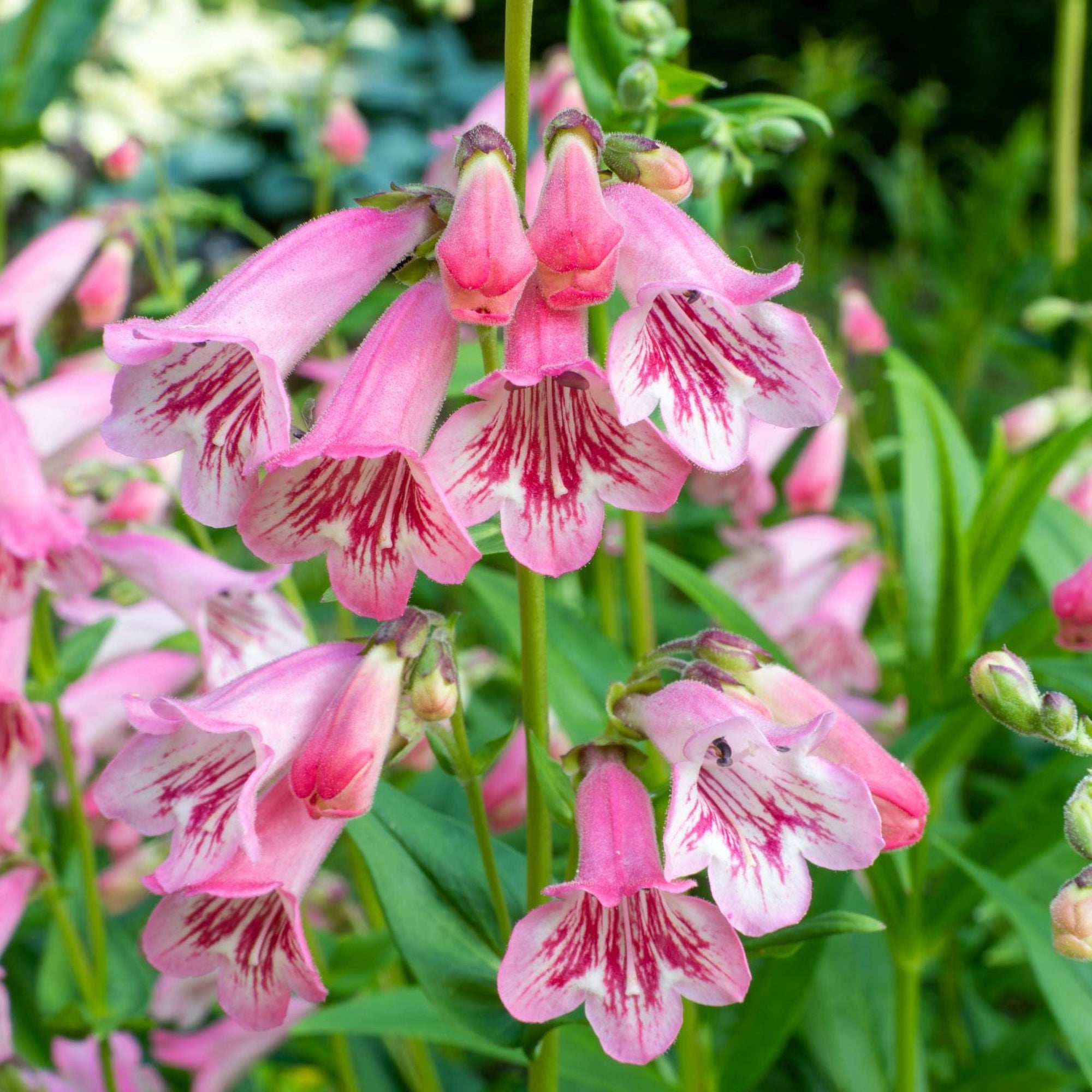 Penstemon