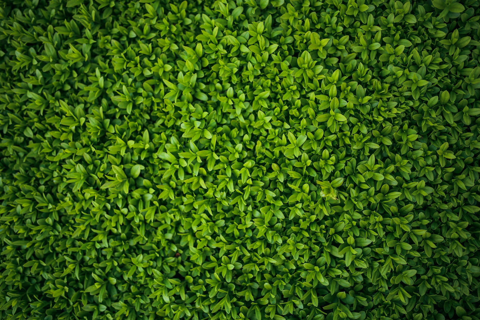 Buxus Hedging