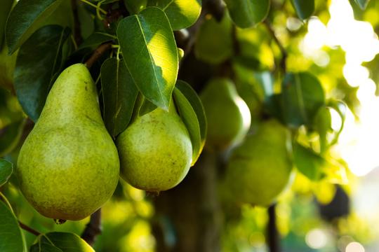 Fruit Trees
