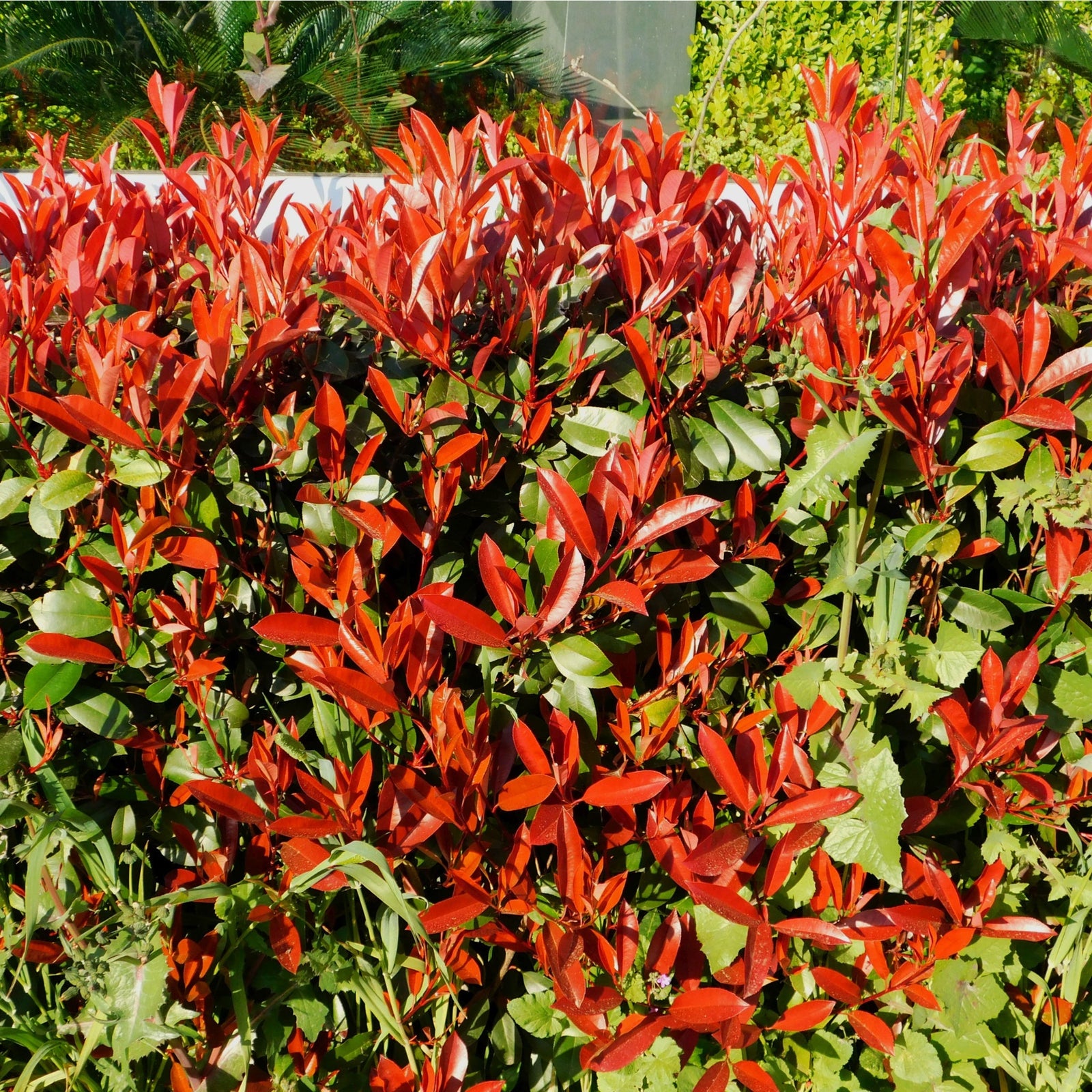 Fast growing shrubs