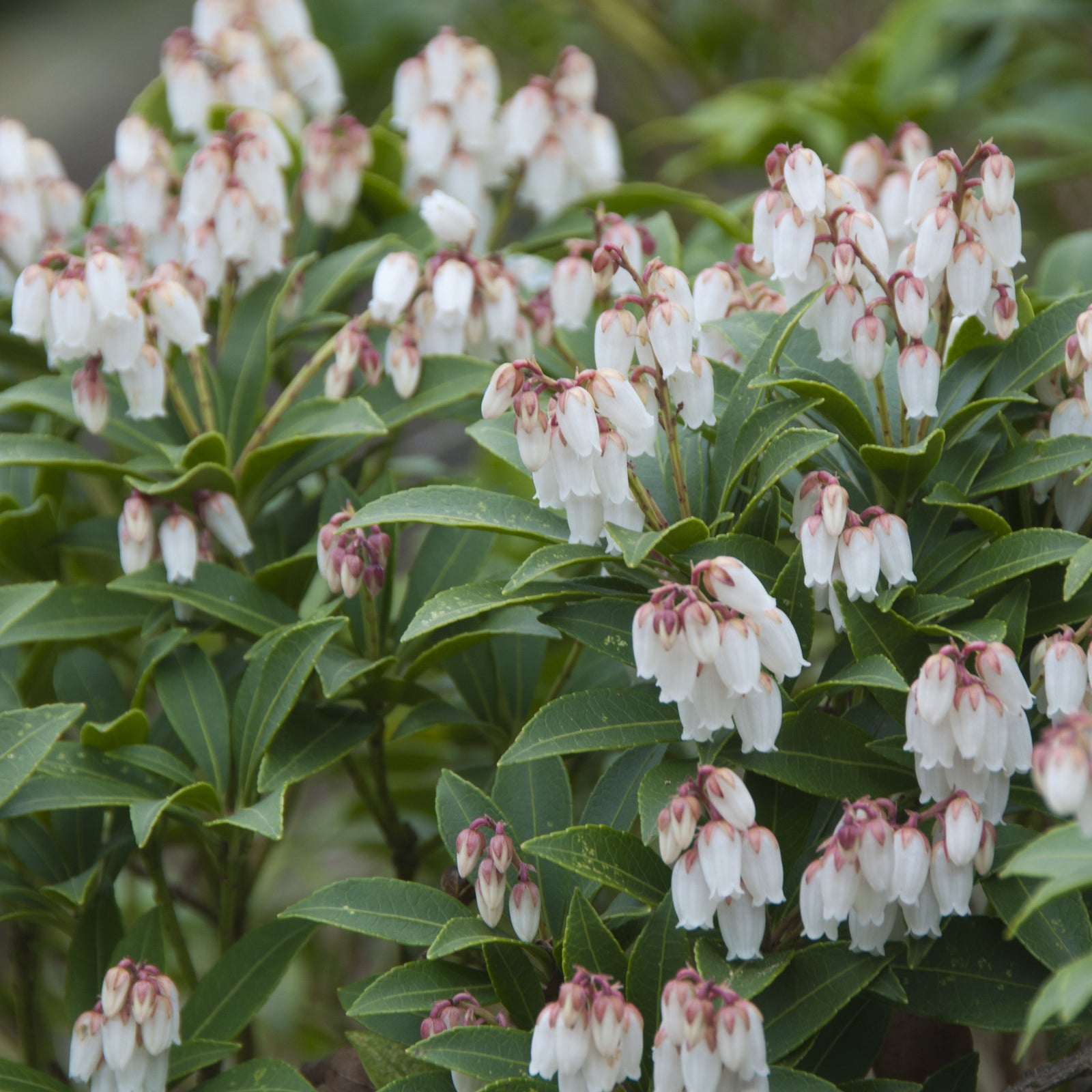 Pieris (Lily of the Valley Shrubs)