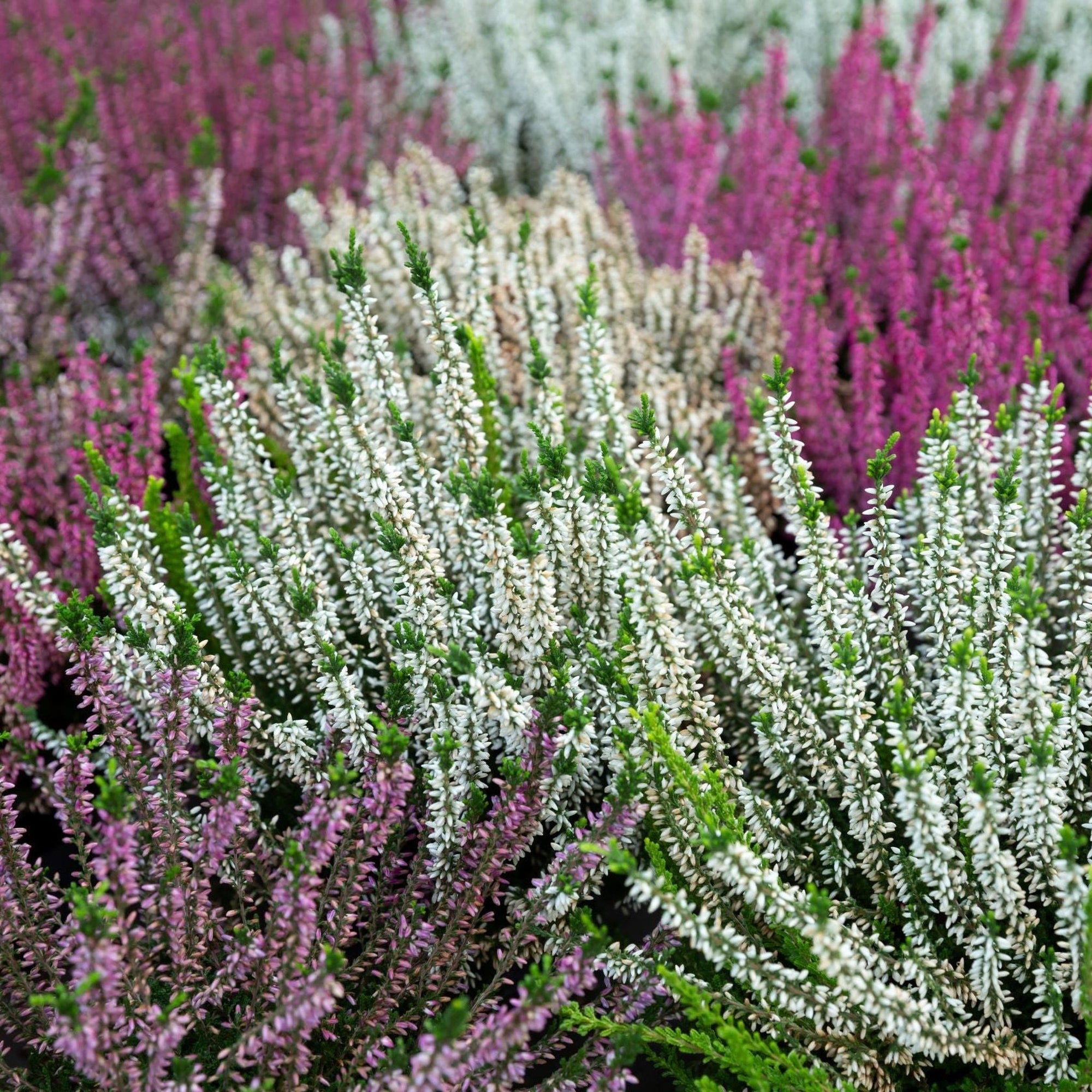 Heather Plants (Calluna, Erica & Daboecia)