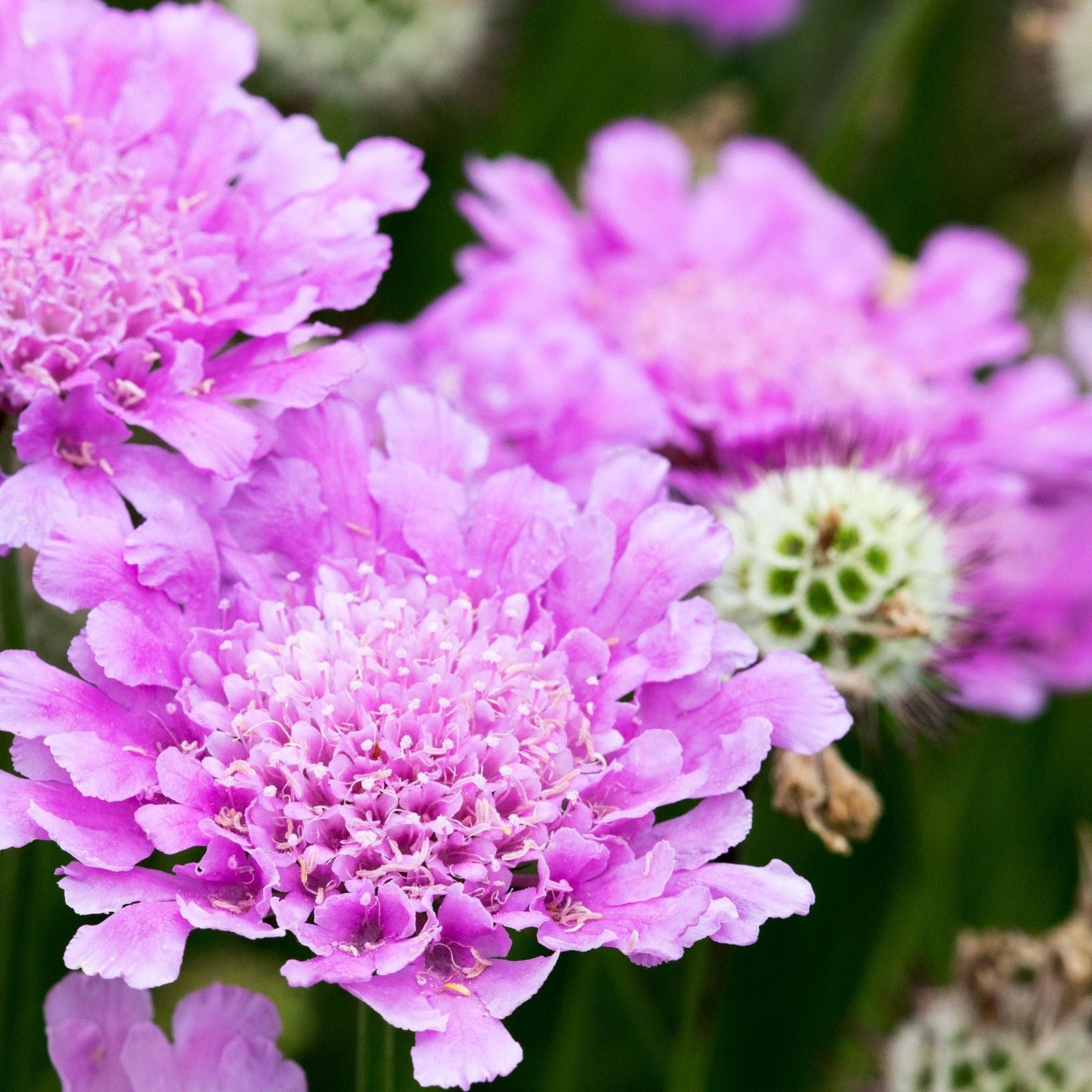 Scabious