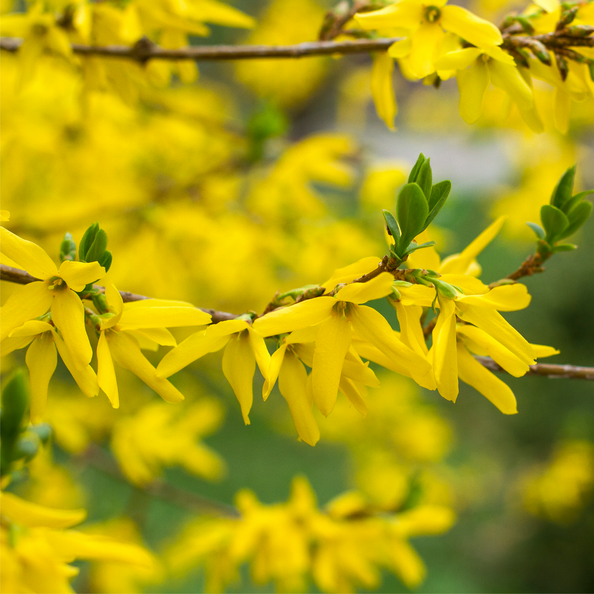 Forsythia