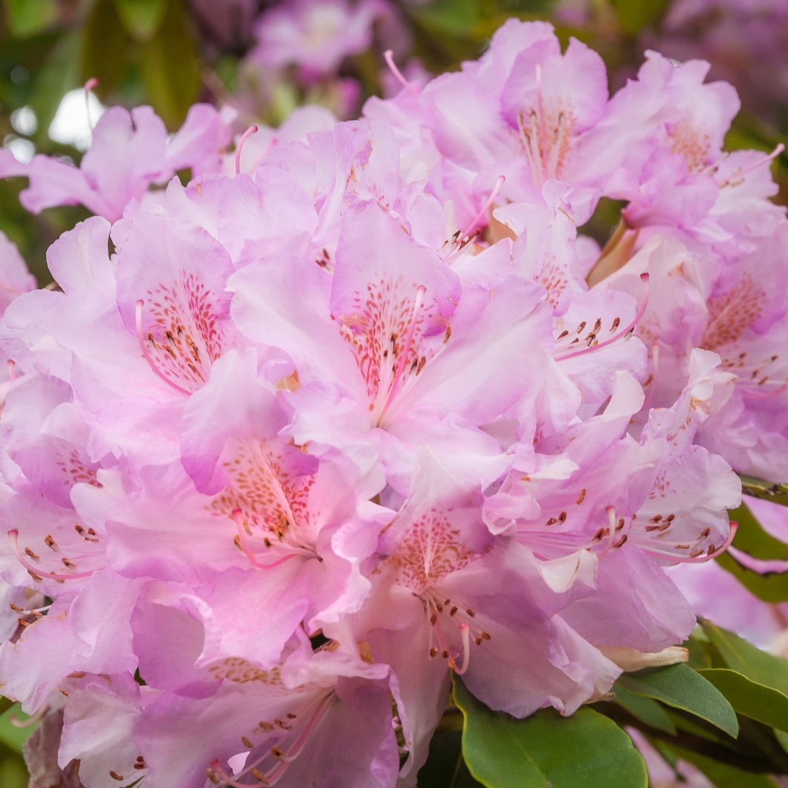 Rhododendron