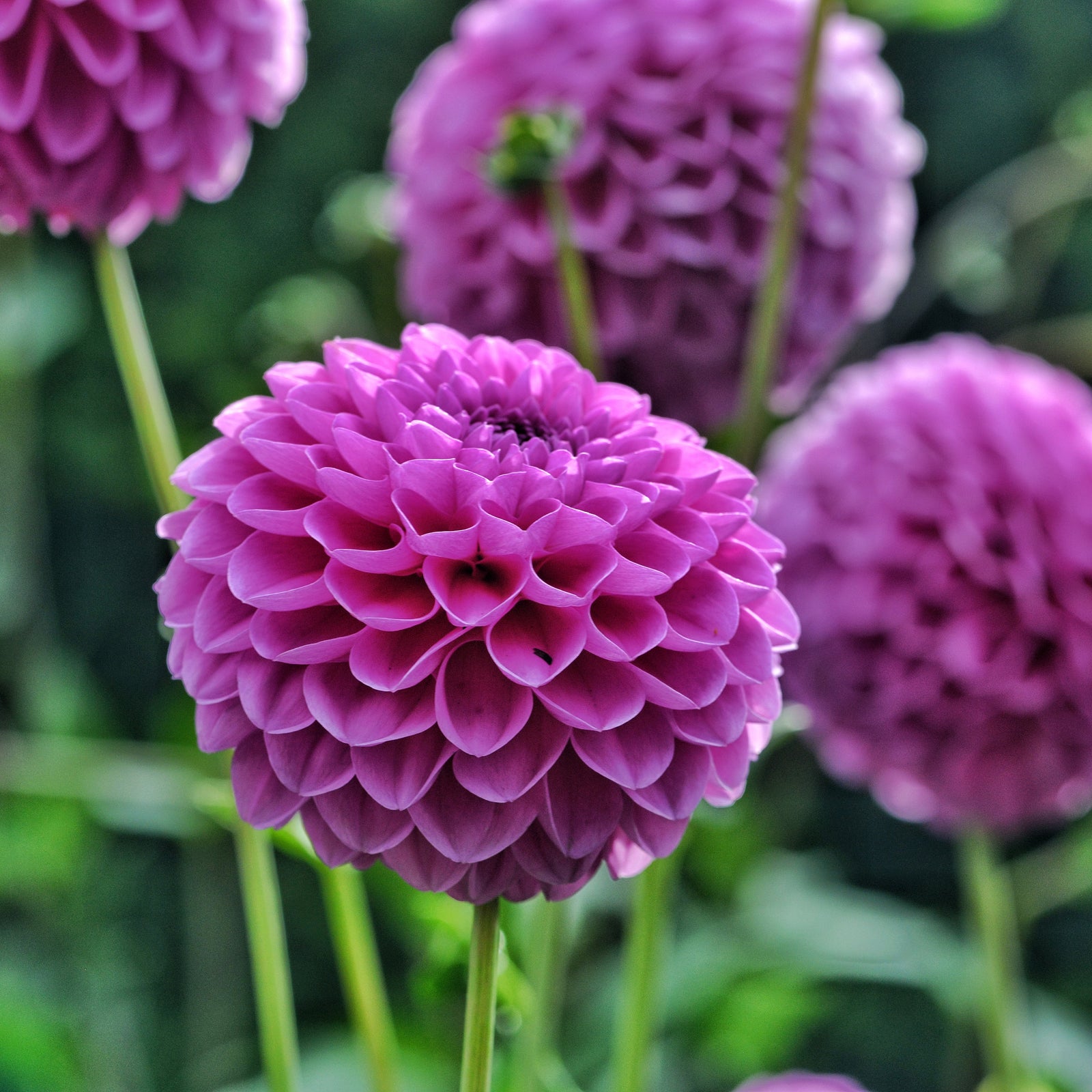 Dahlia Bulbs