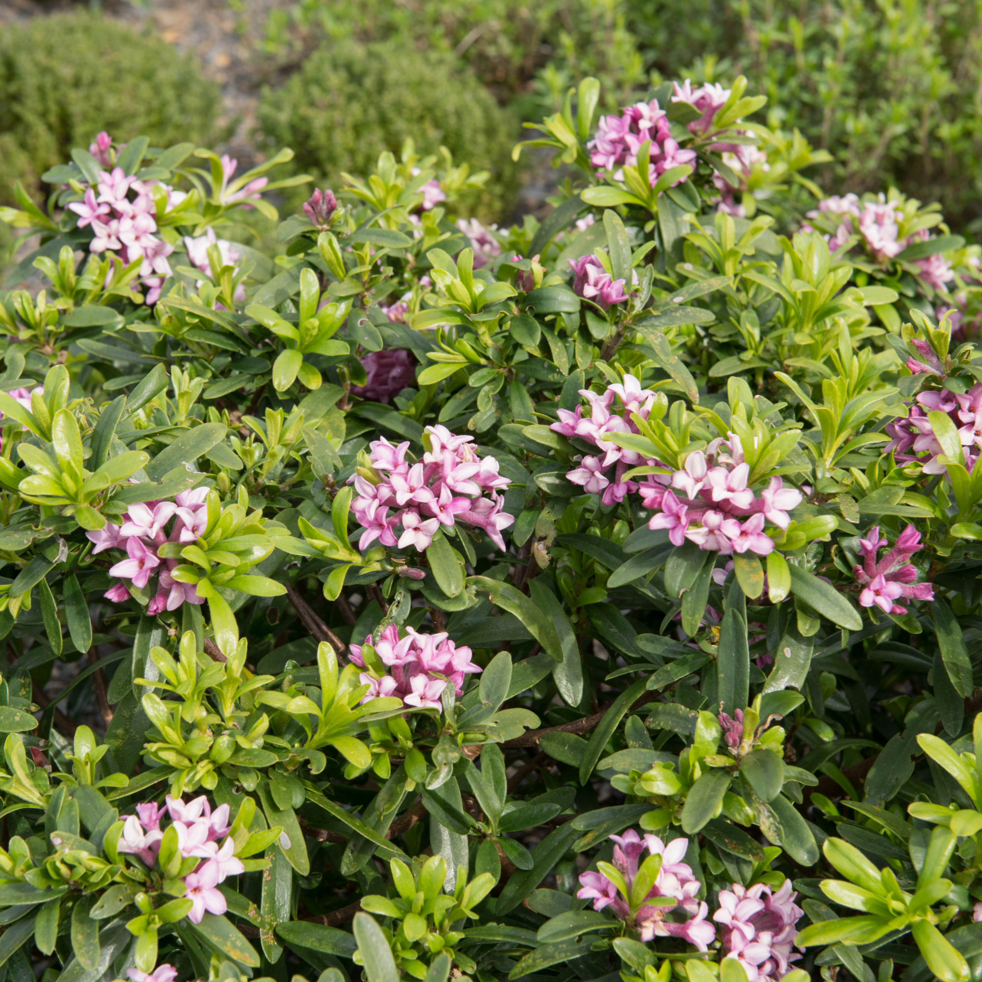 Fragrant Shrubs