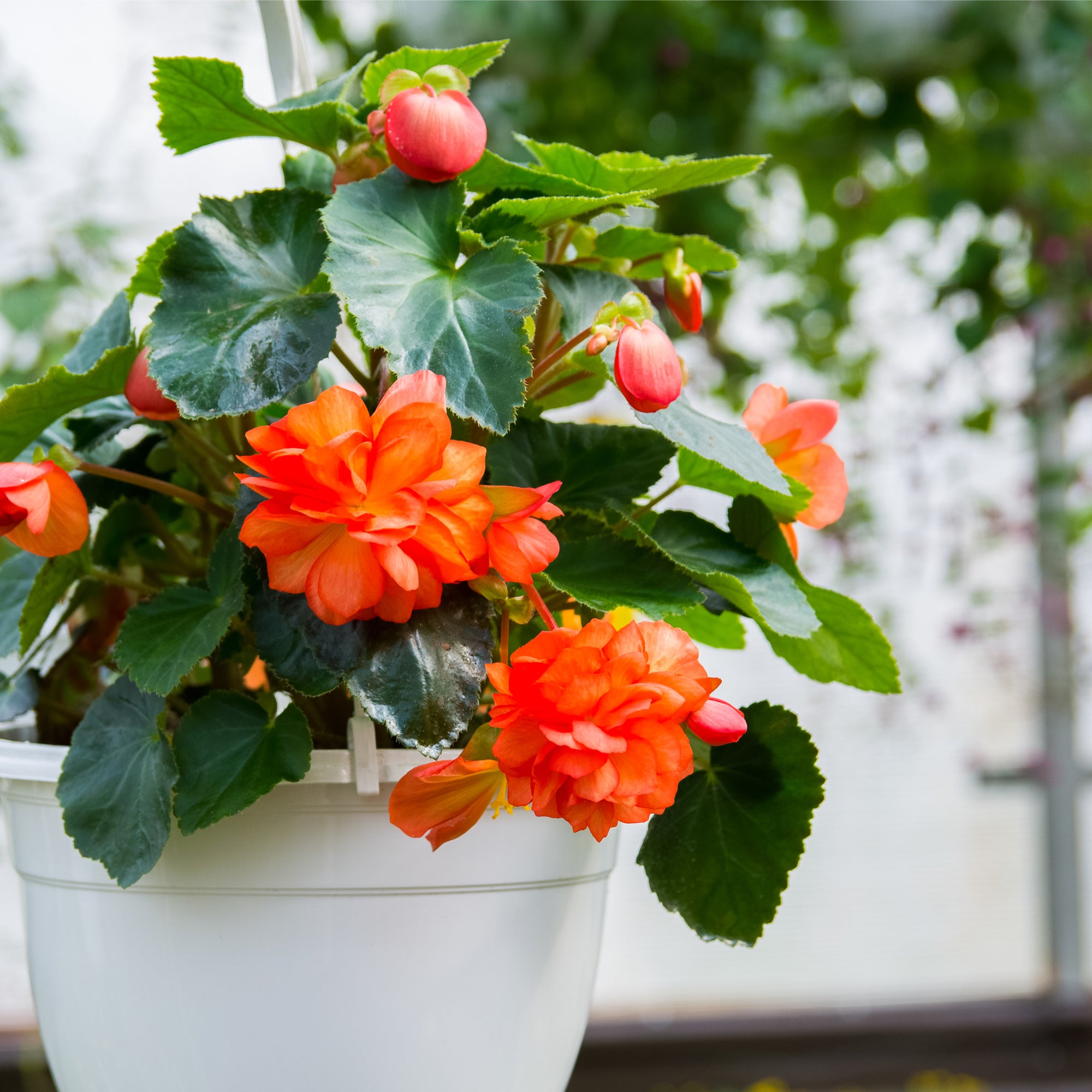 Begonias