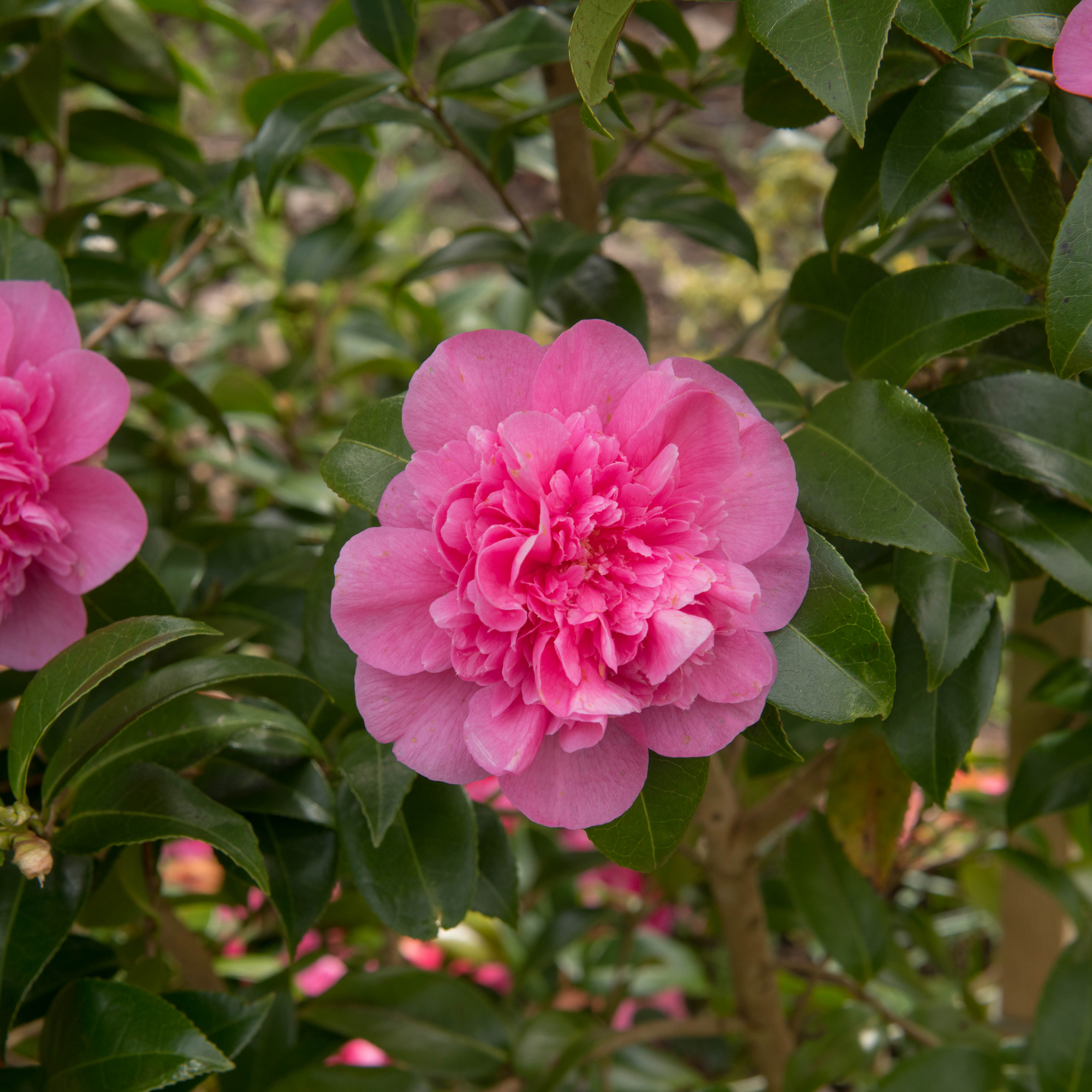 Camellia