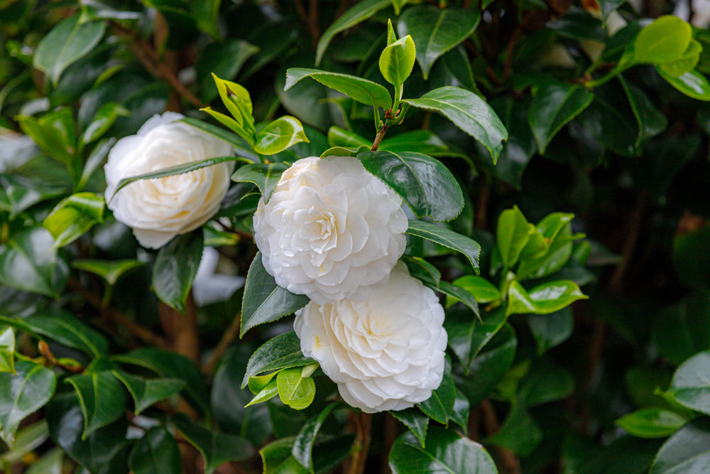 Buy 2 Camellias, Get 1 FREE!