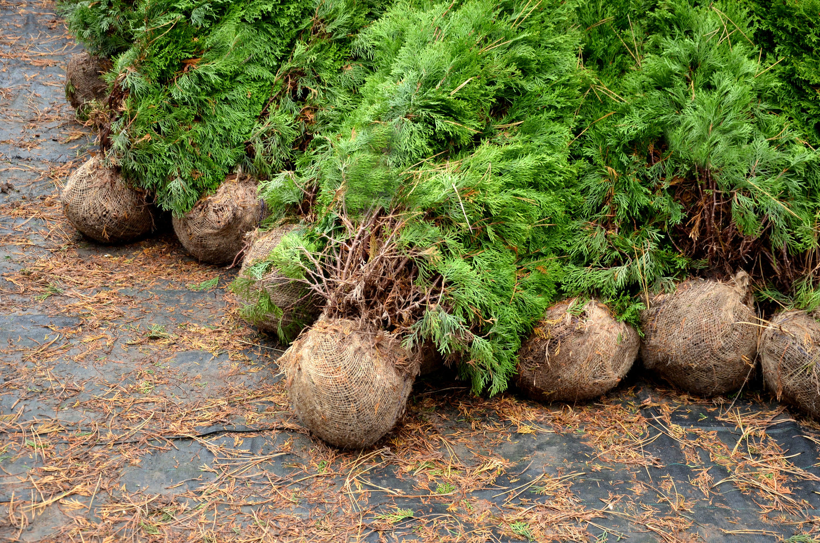 Rootball Hedging