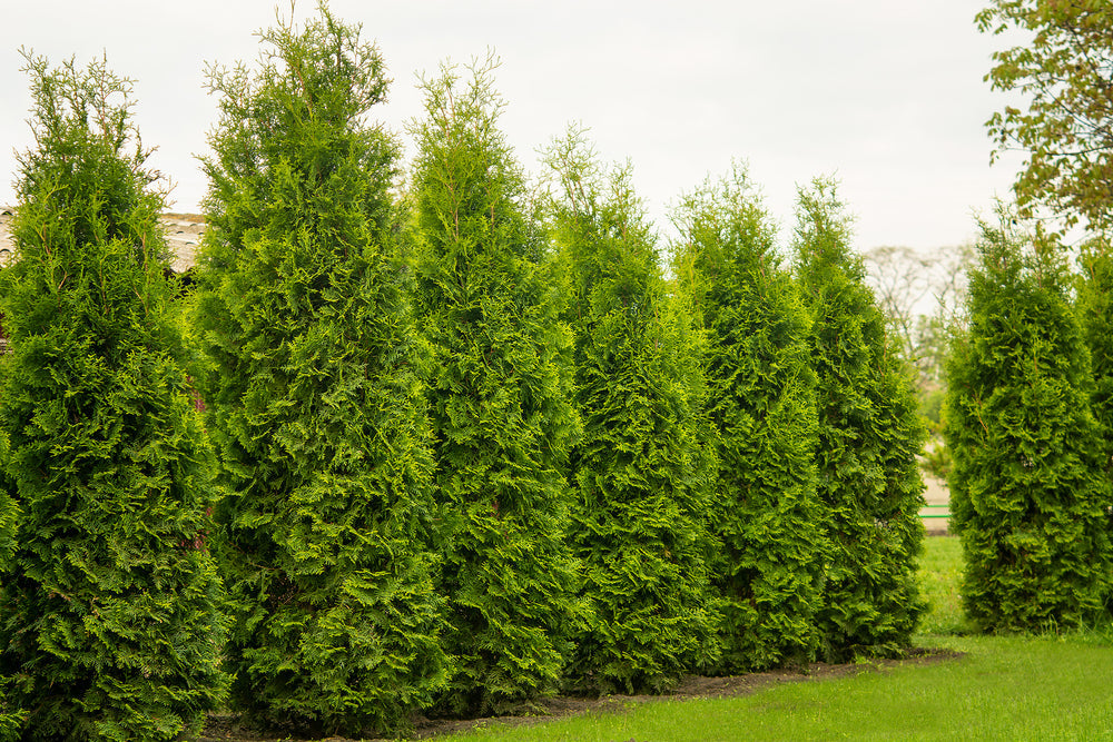 Thuja occidentalis