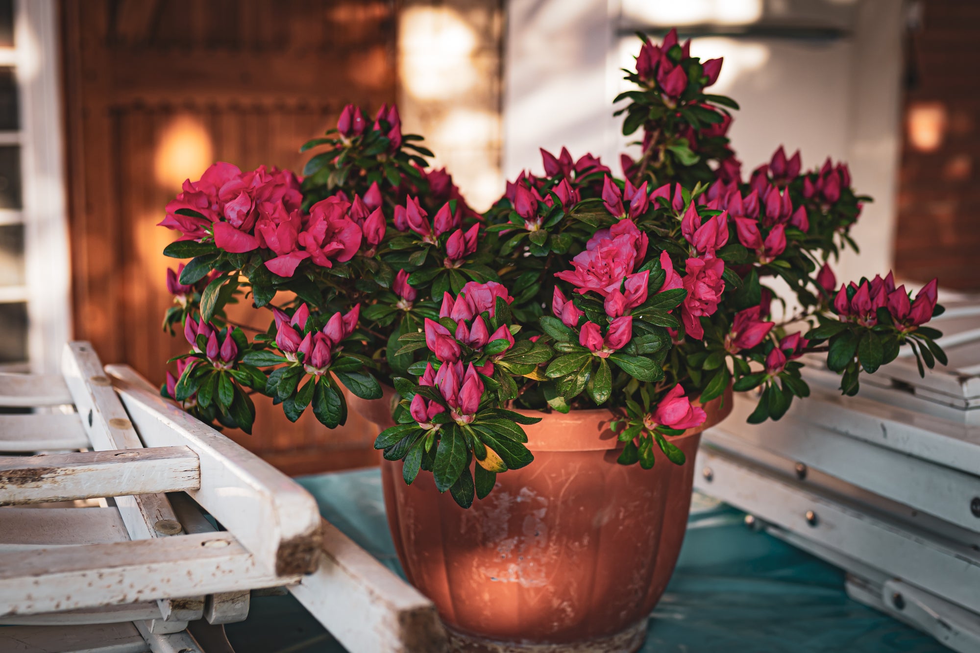 Plants for pots