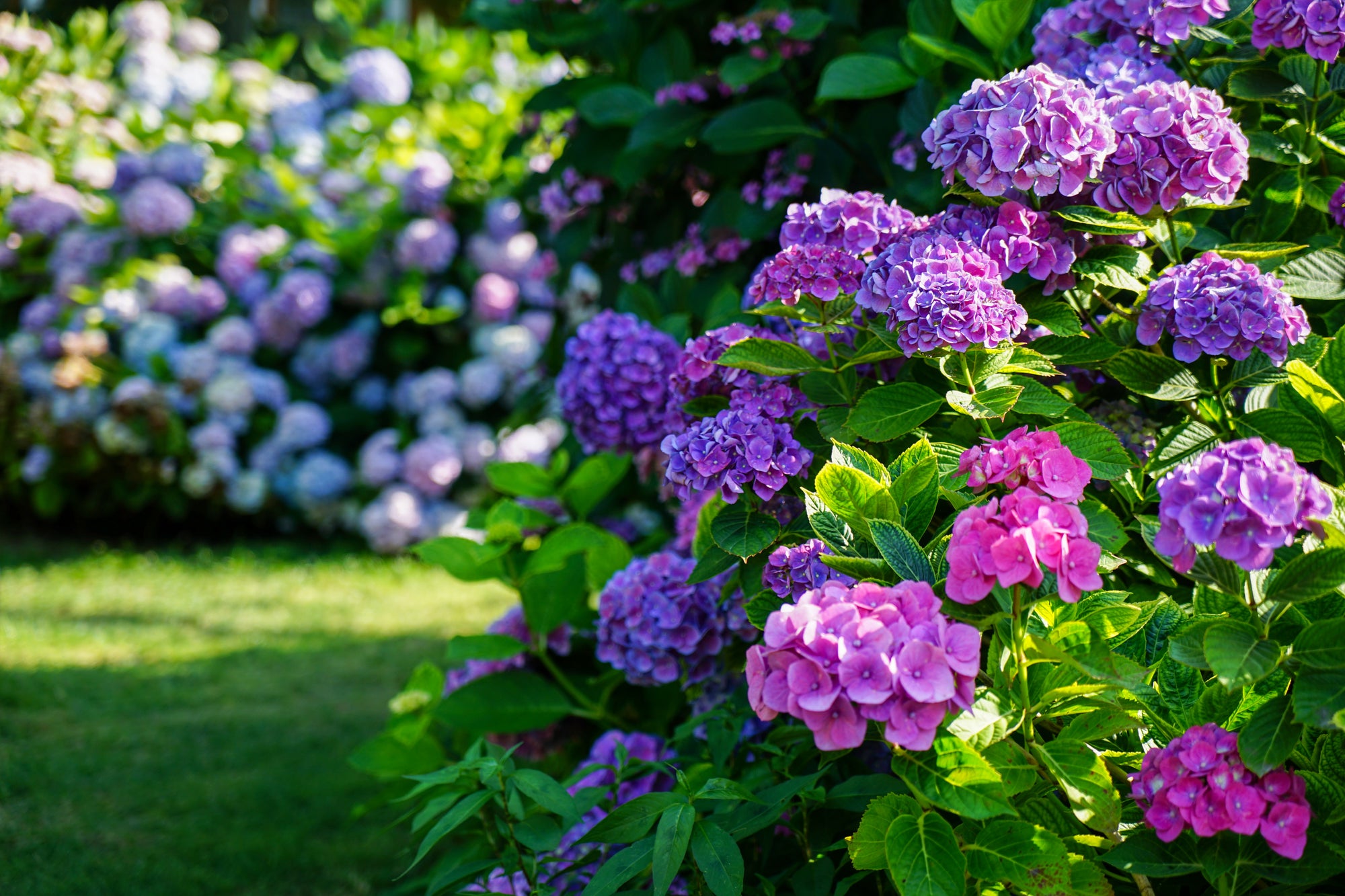 The best plants for a shady spot