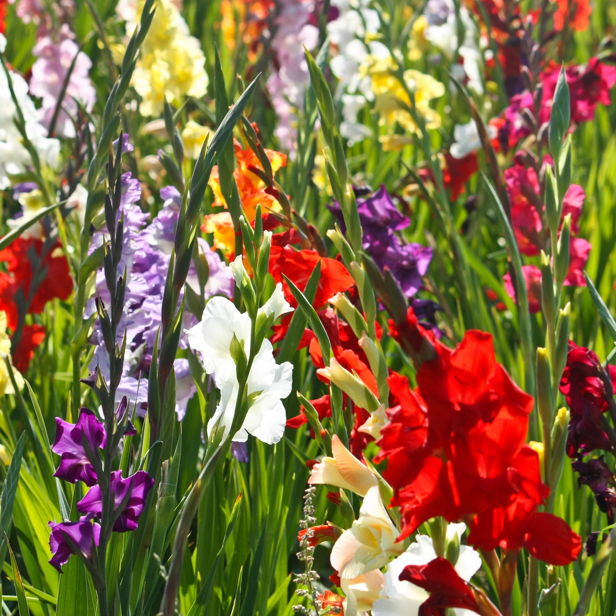 Gladioli Bulbs