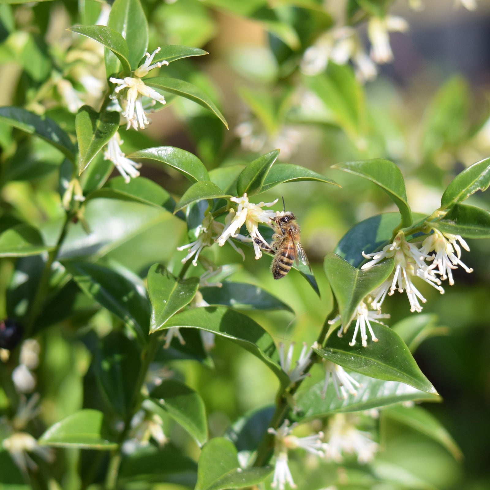 Sarcococca (Sweet Box)