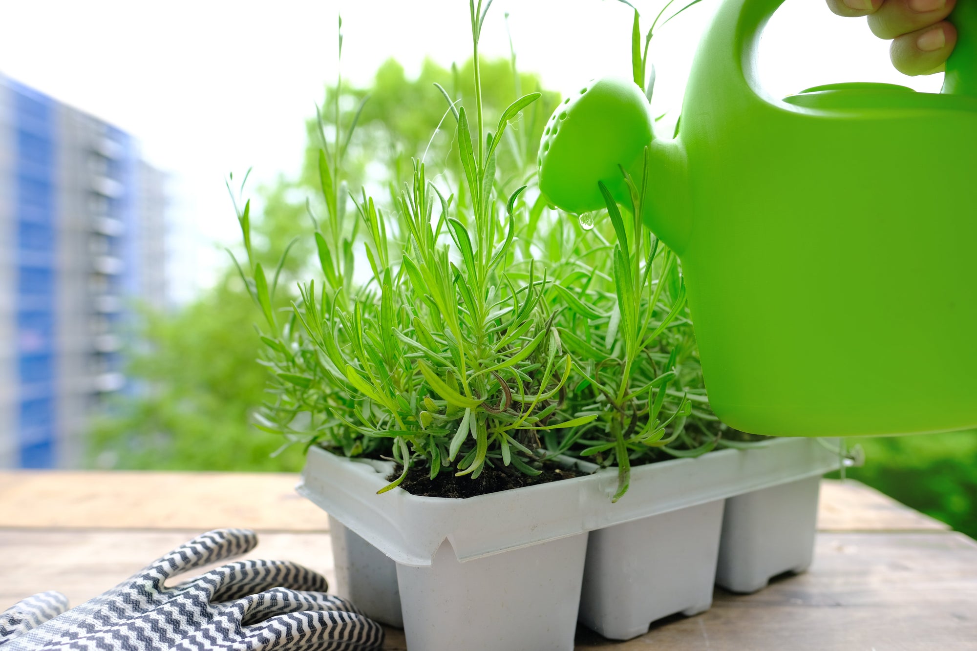 The Patient Gardener Collection