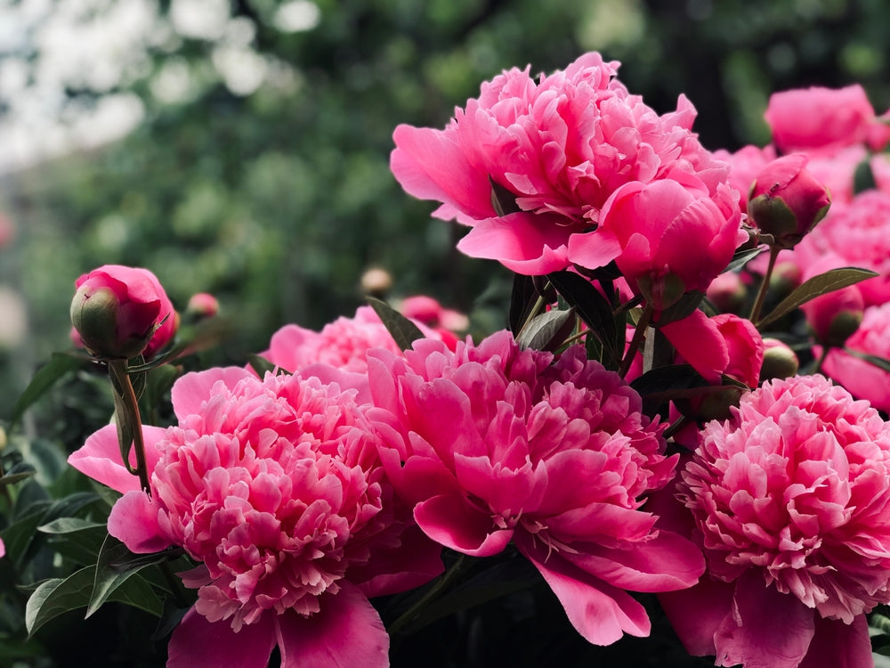 Peony (Paeonia)