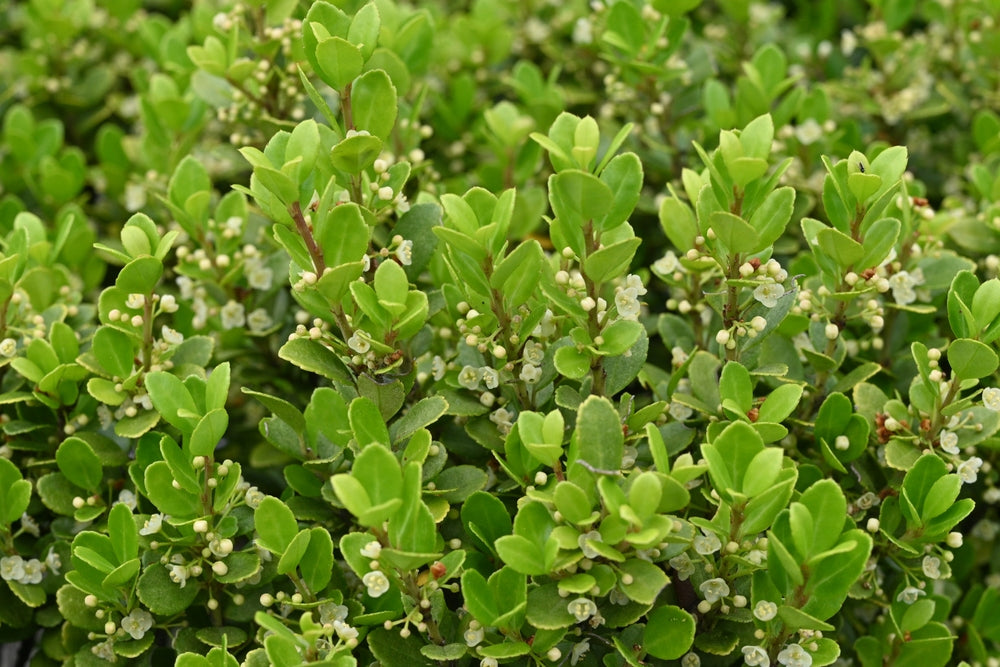 Ilex crenata