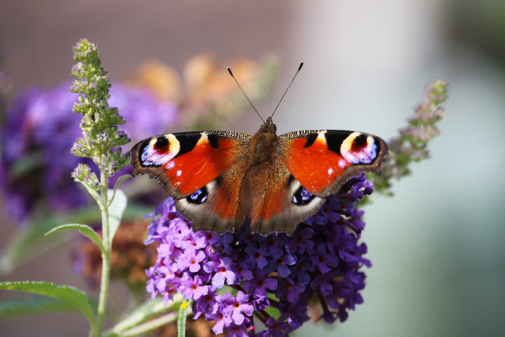 Wildlife Attracting Shrubs